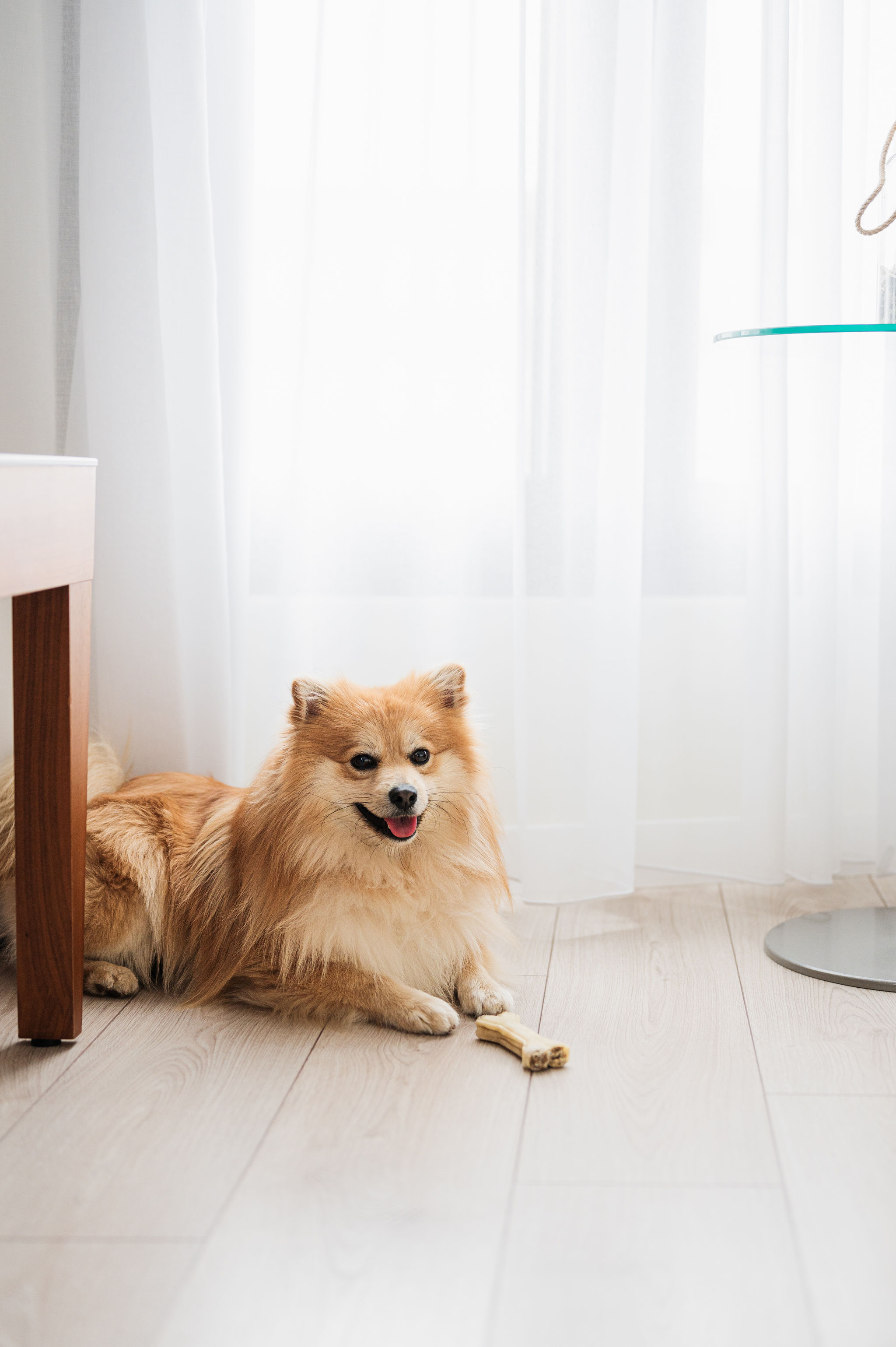 Happy fluffy Pomeranian dog with bone resting on wood floor, sheer curtains.