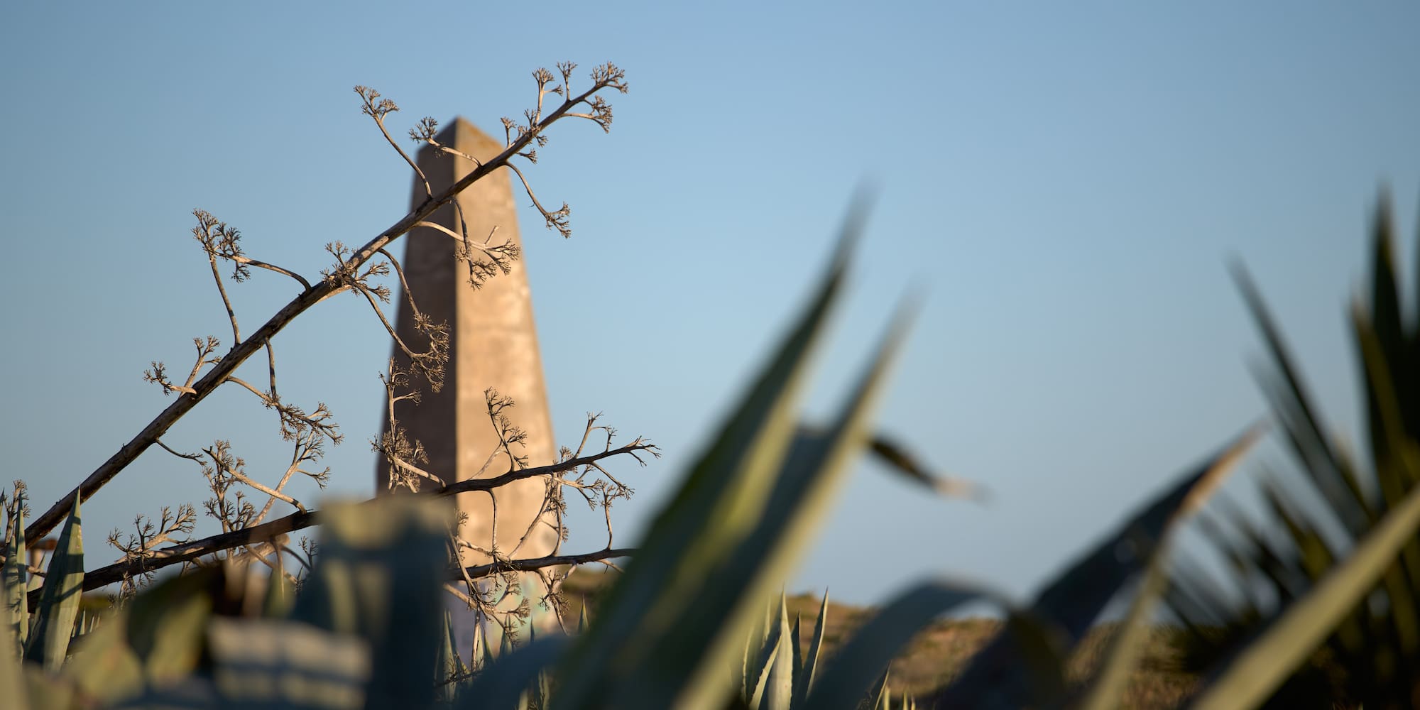 a tall stone tower behind a plant