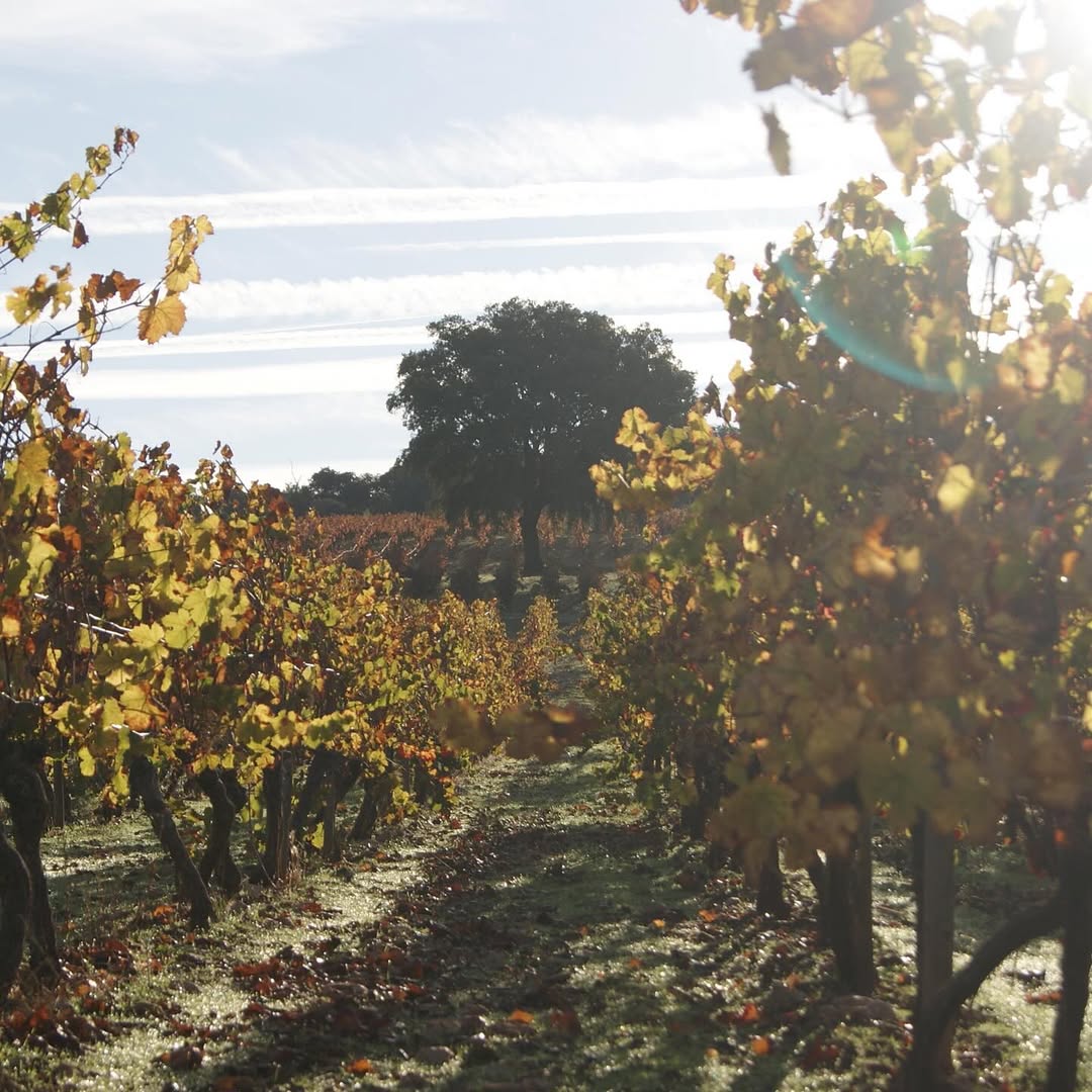 a vineyard with trees in the background