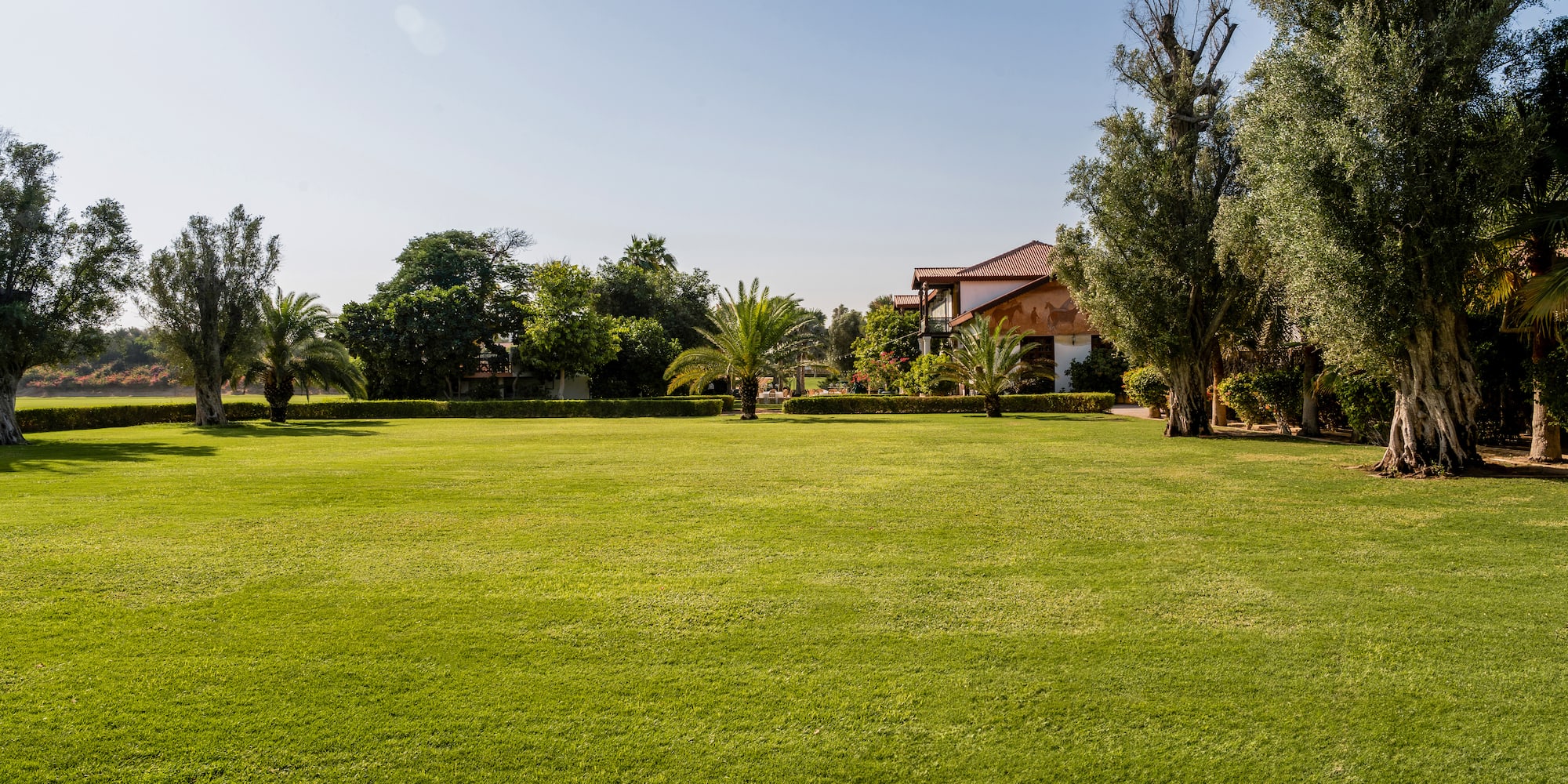 a large lawn with trees and a house in the background