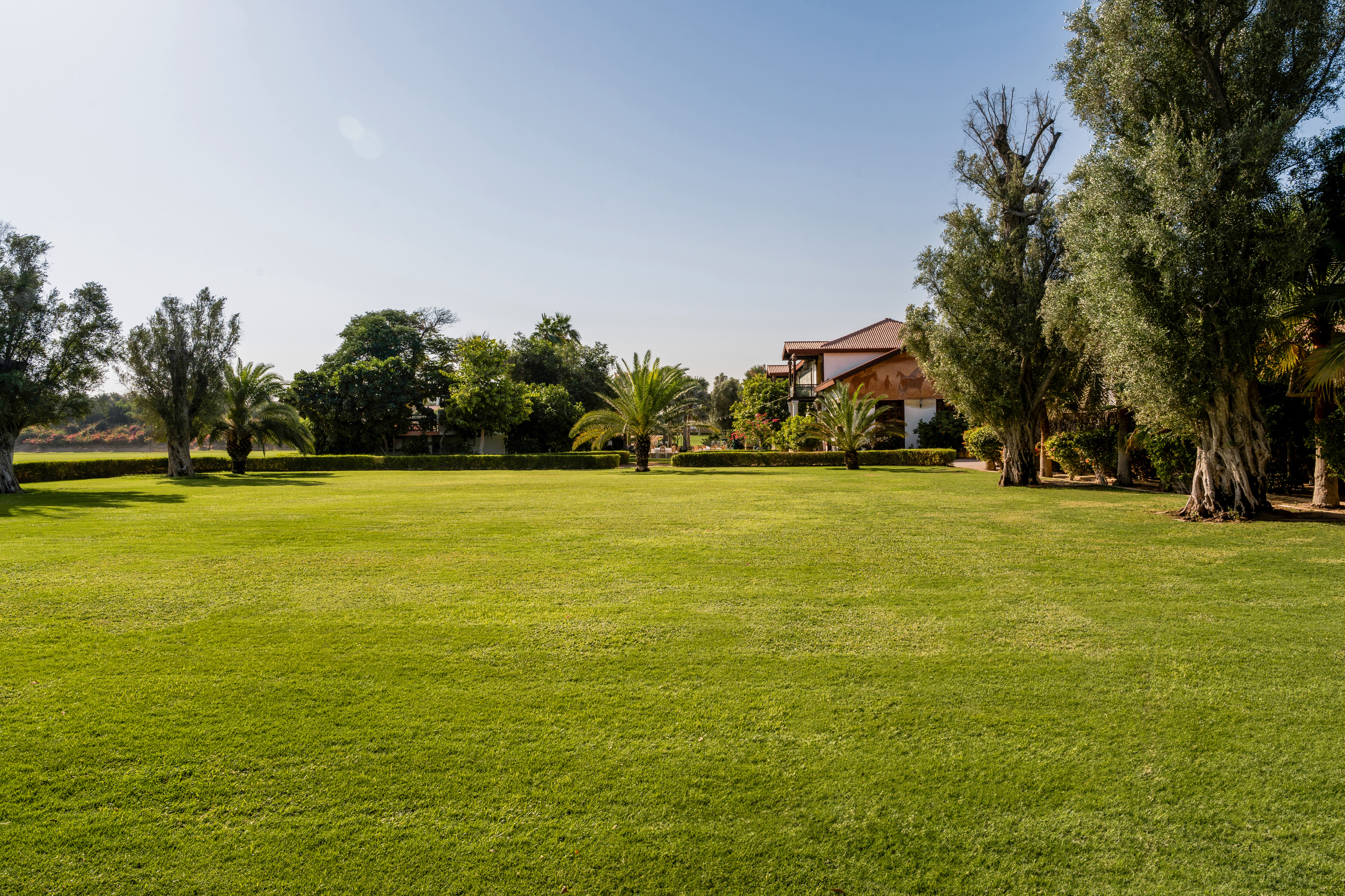 Expansive green lawn with palm trees, olive trees, and building under a clear sky.