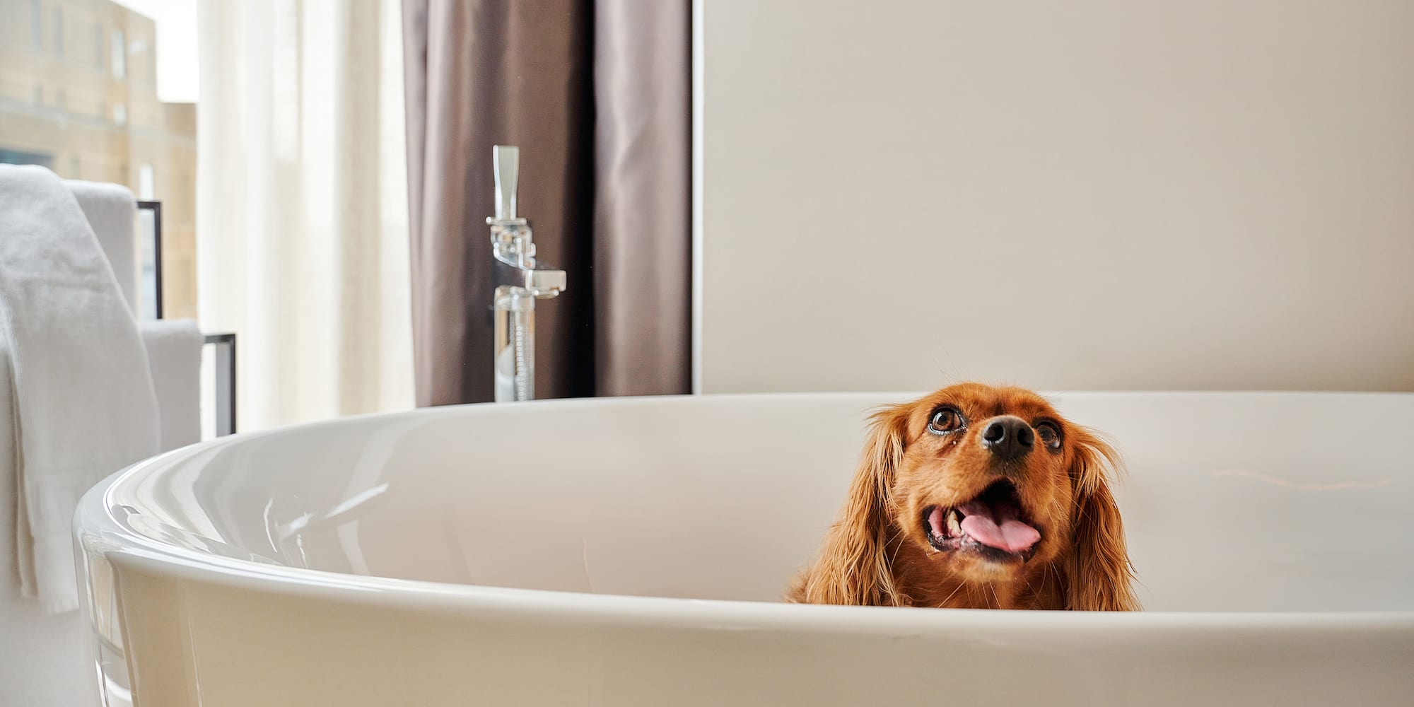 a dog in a bathtub