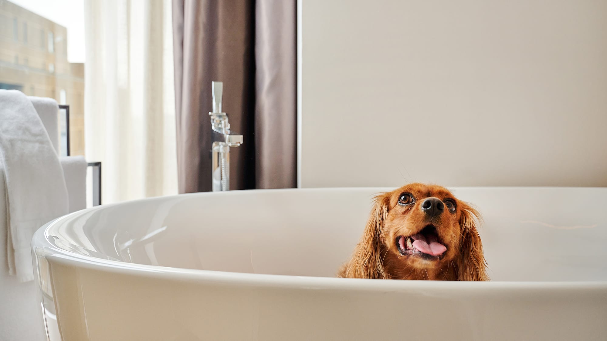 a dog in a bathtub
