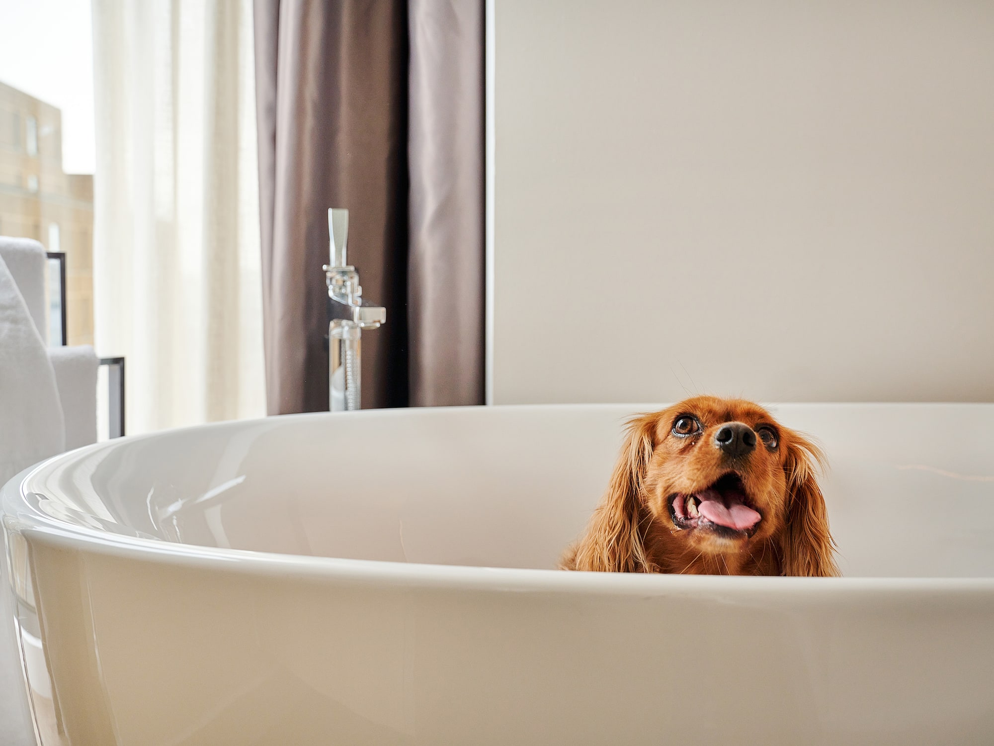 a dog in a bathtub