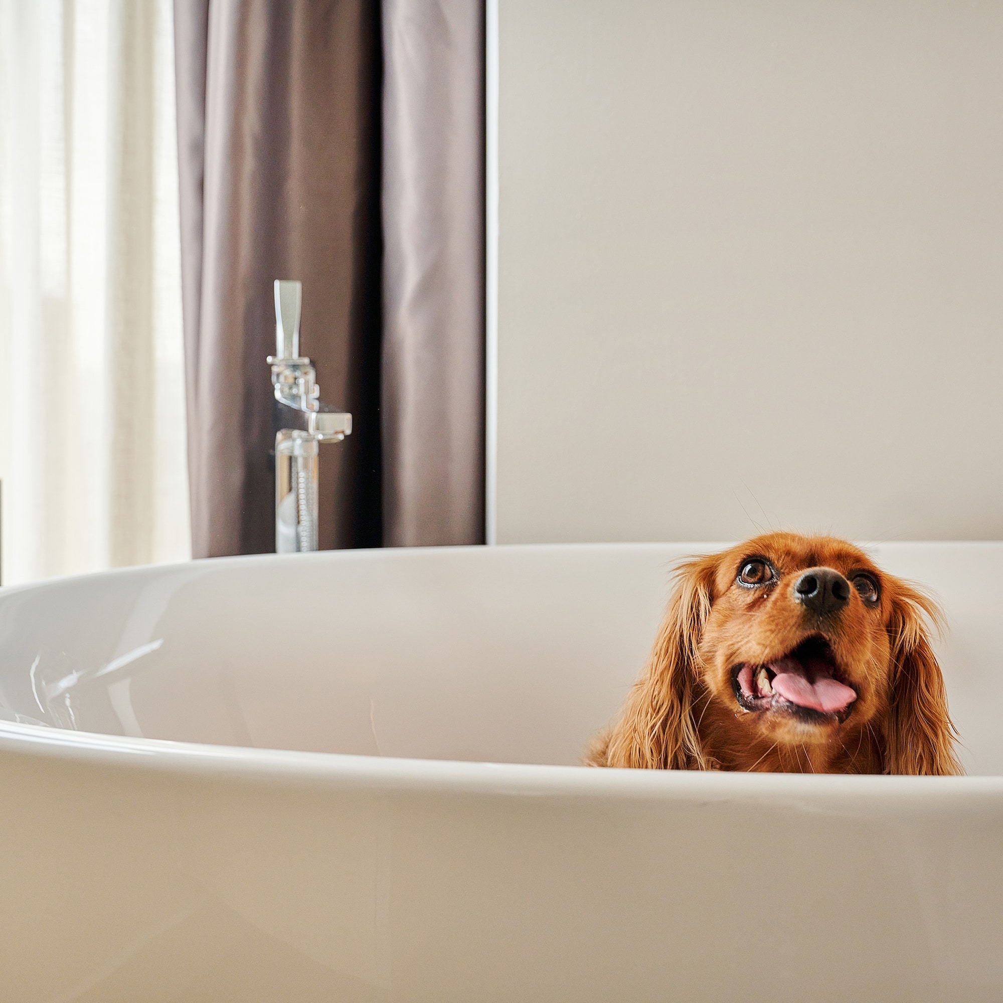 a dog in a bathtub
