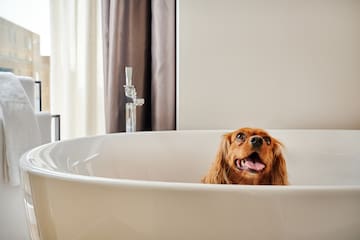 a dog in a bathtub