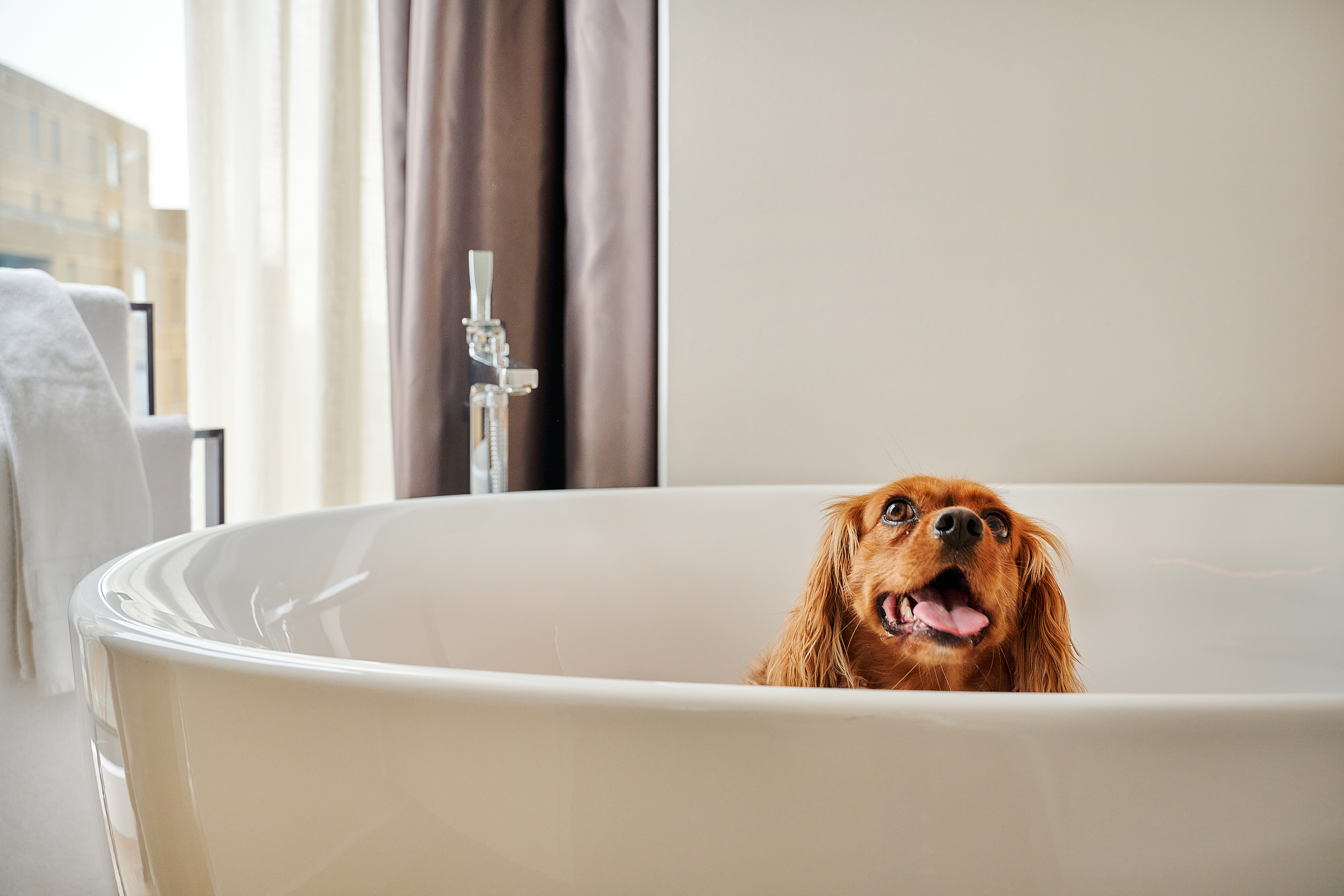 Cavalier King Charles Spaniel dog in white bathtub.