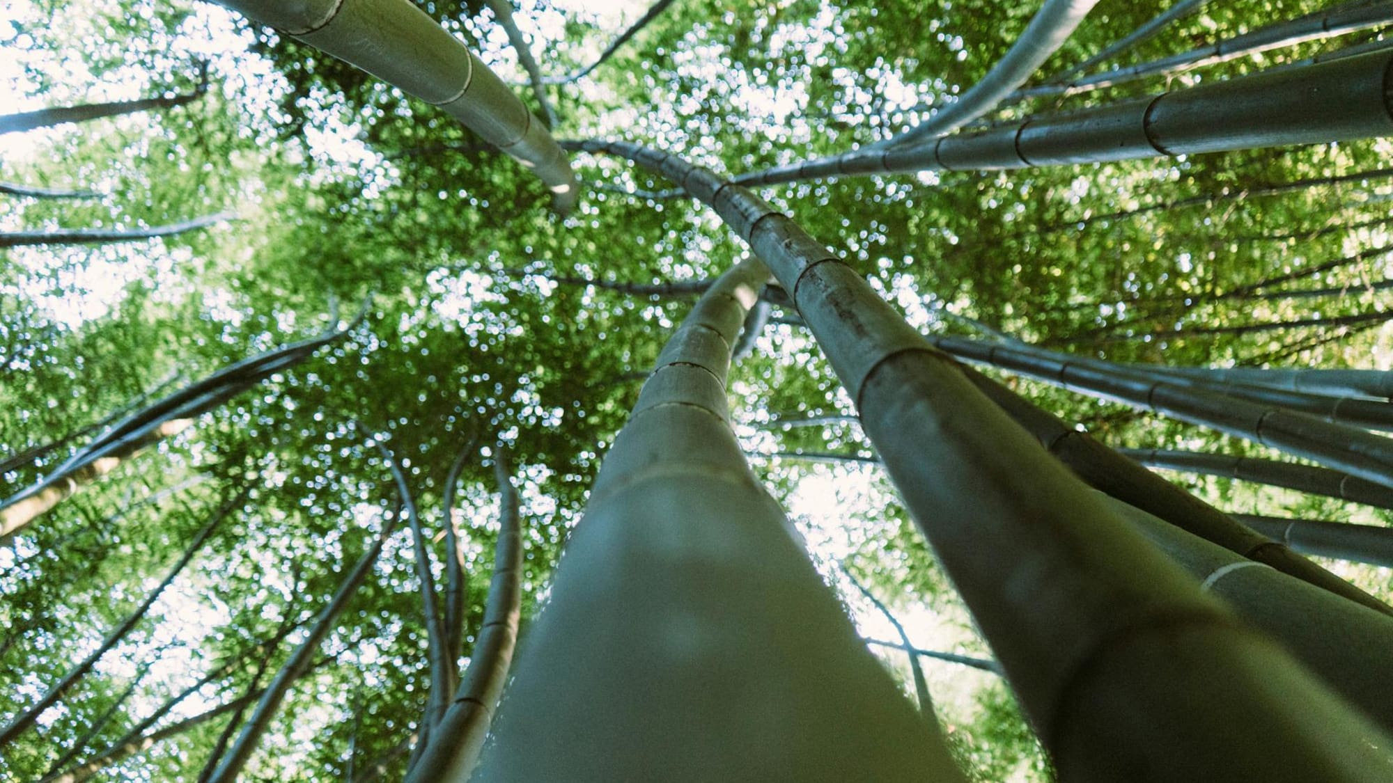 looking up view of a group of bamboo trees