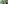looking up view of a group of bamboo trees