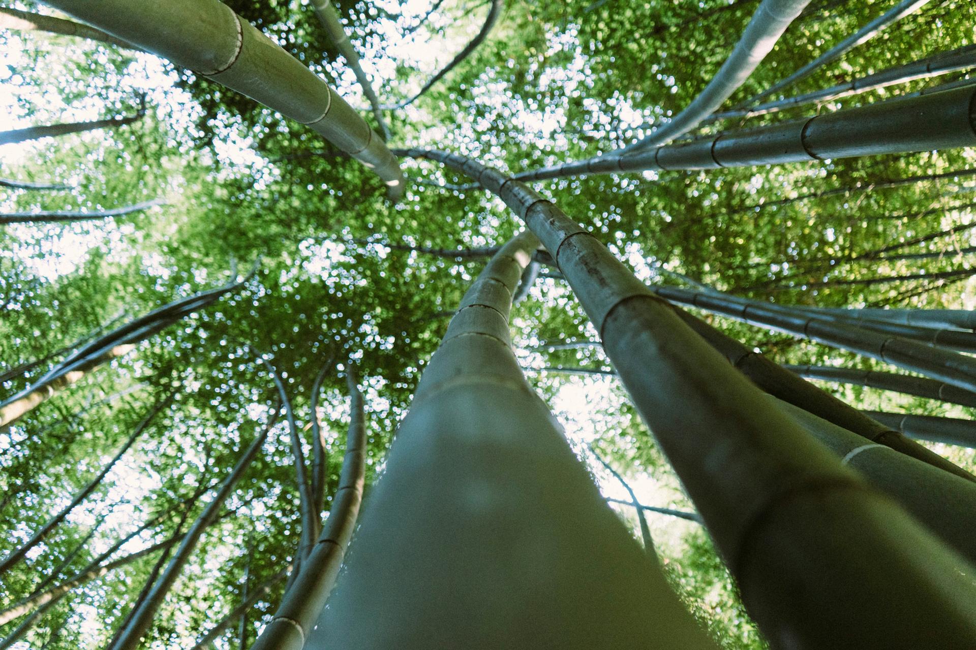 looking up view of a group of bamboo trees