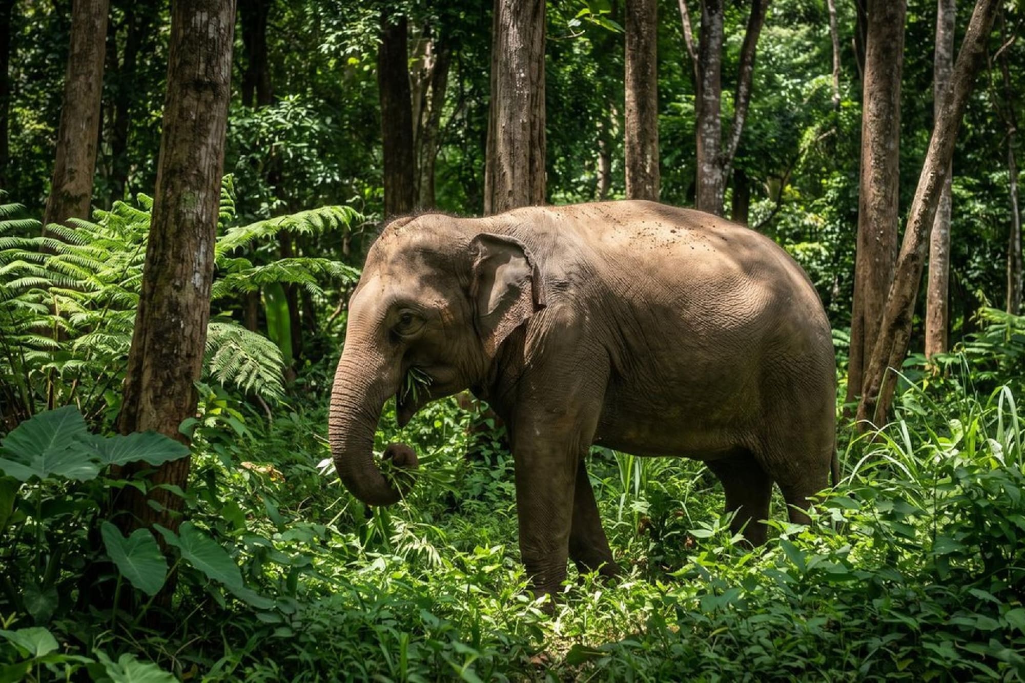 Asian elephant eating plants in a lush tropical forest.