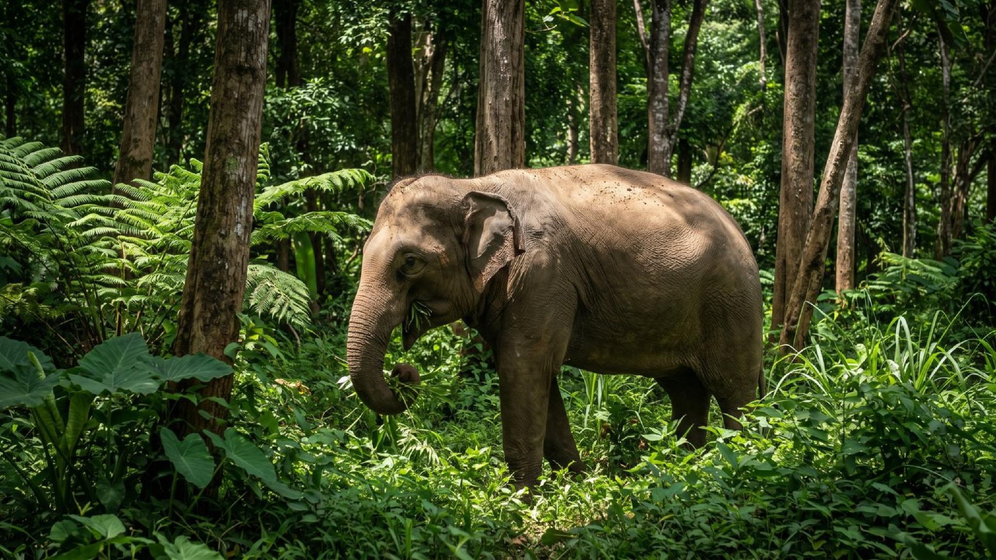 Asian elephant eating plants in a lush tropical forest.