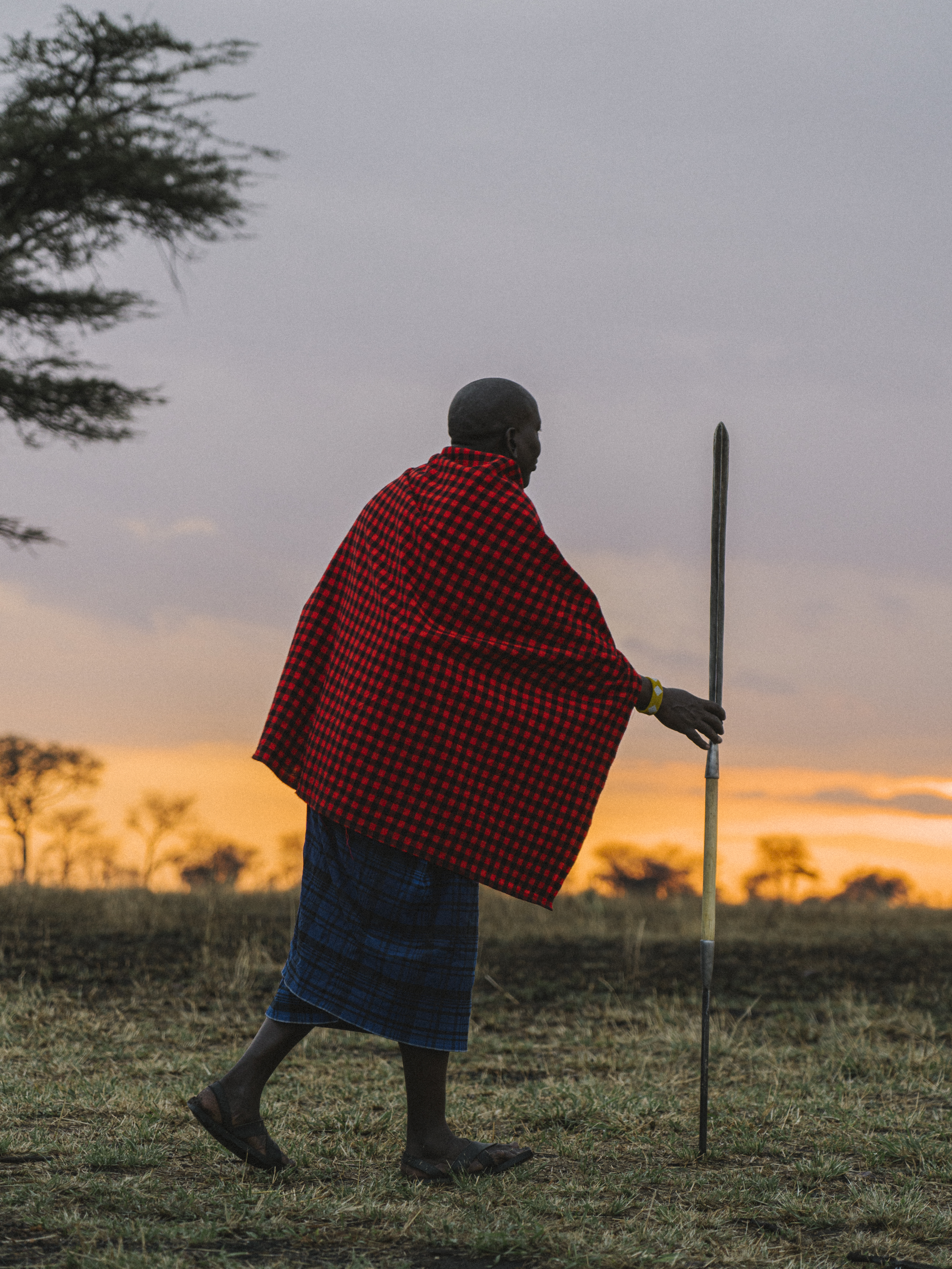 Maasai warrior in red shuka with spear, walking in savanna at sunset.