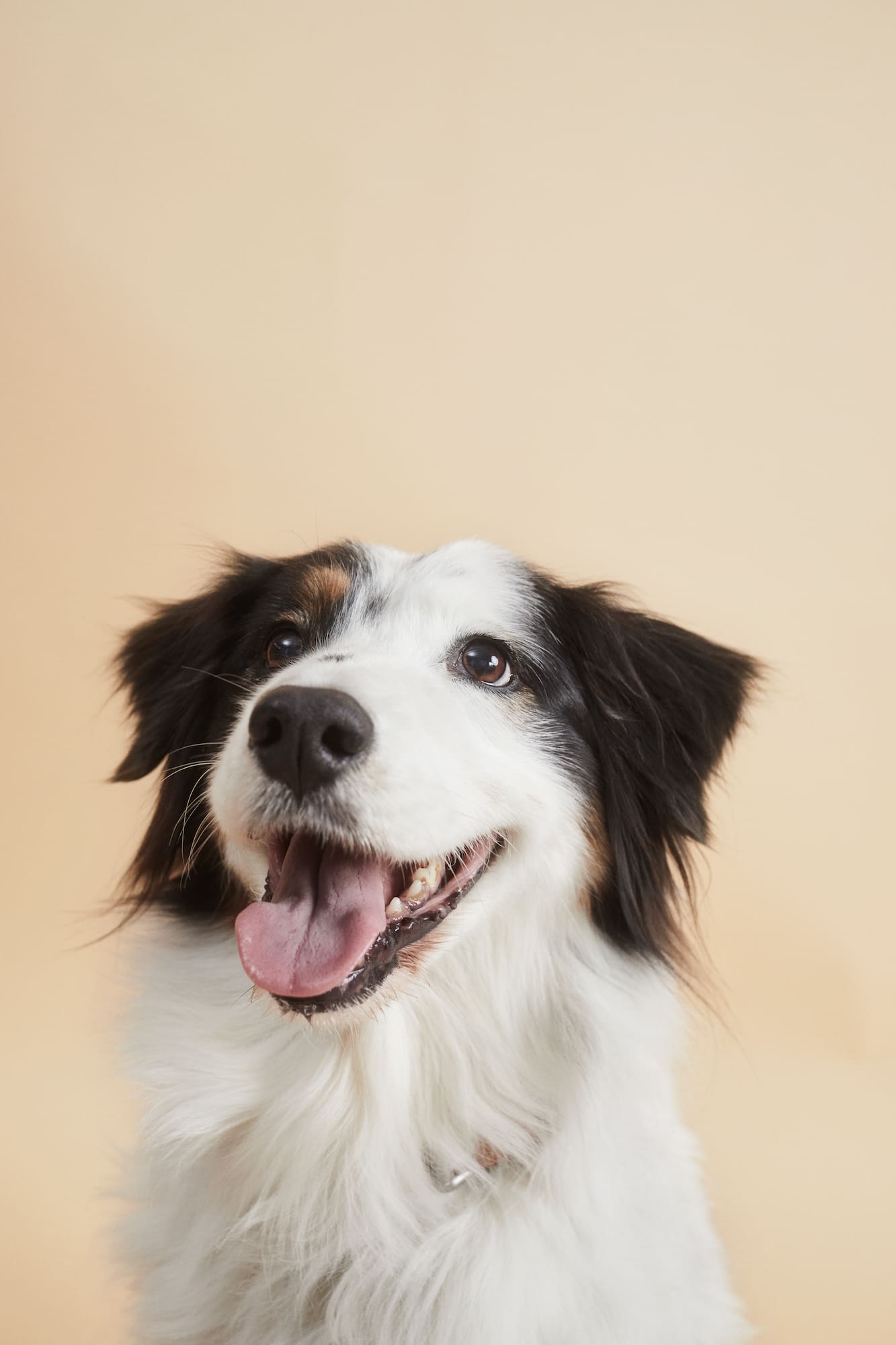 a dog with its tongue out