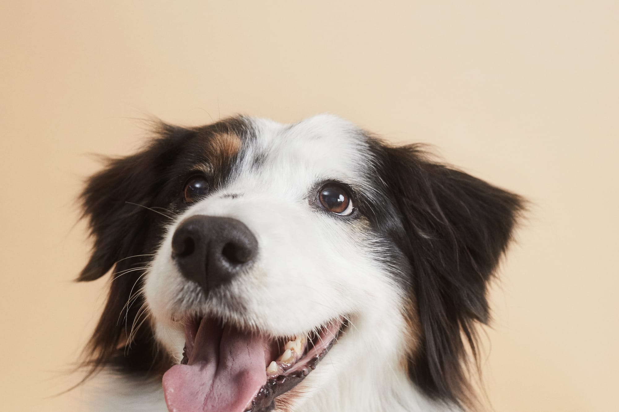 a dog with its tongue out