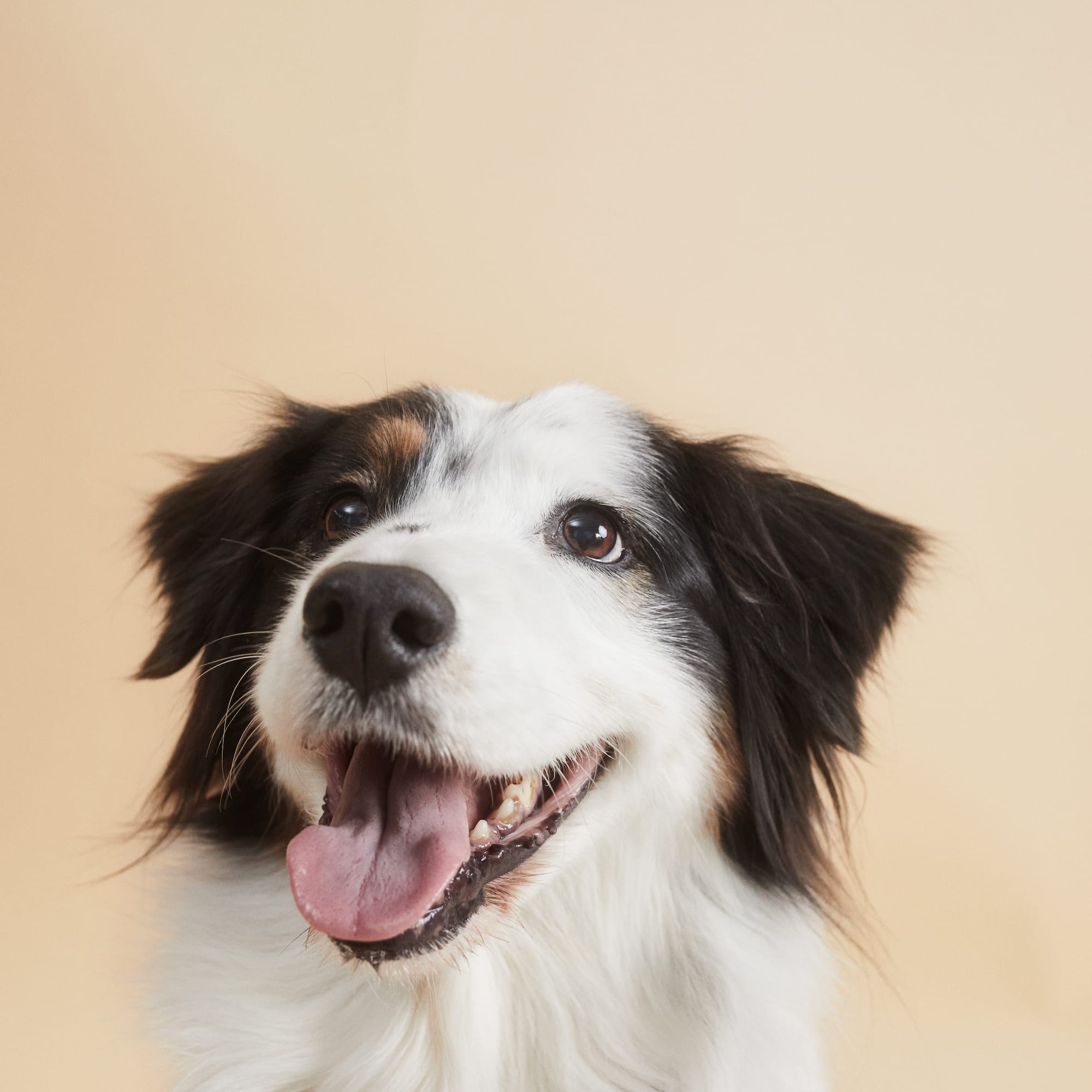 a dog with its tongue out