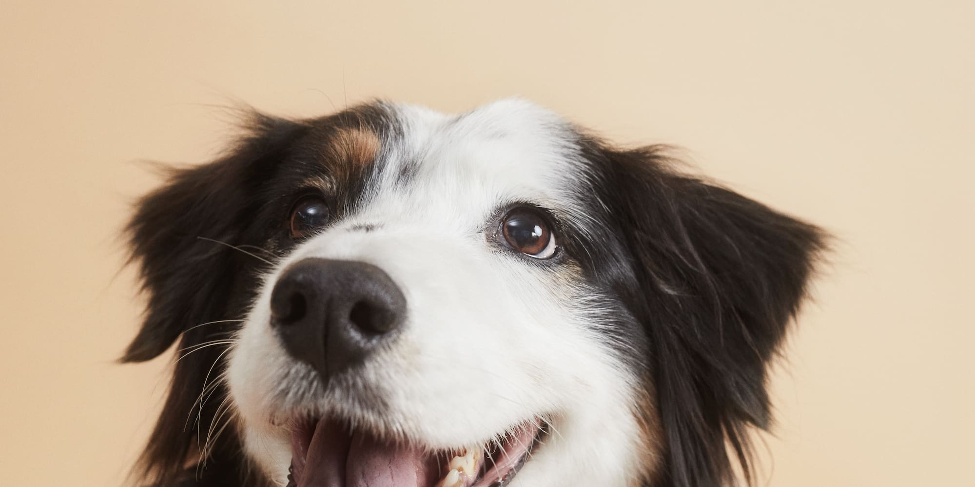 a dog with its tongue out