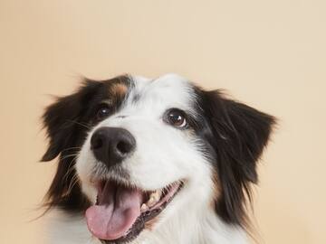 a dog with its tongue out
