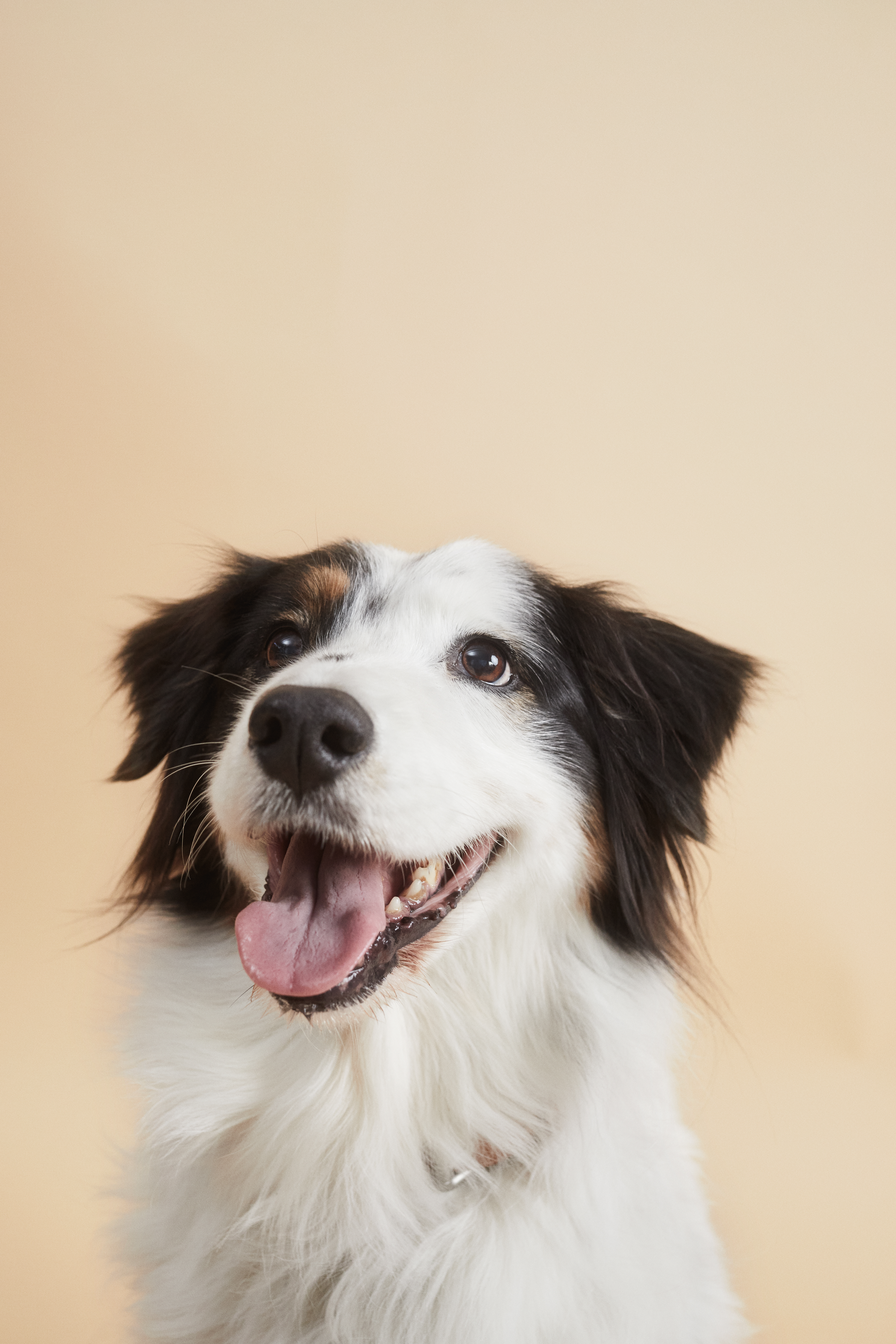 Happy tricolor dog smiling with tongue out.