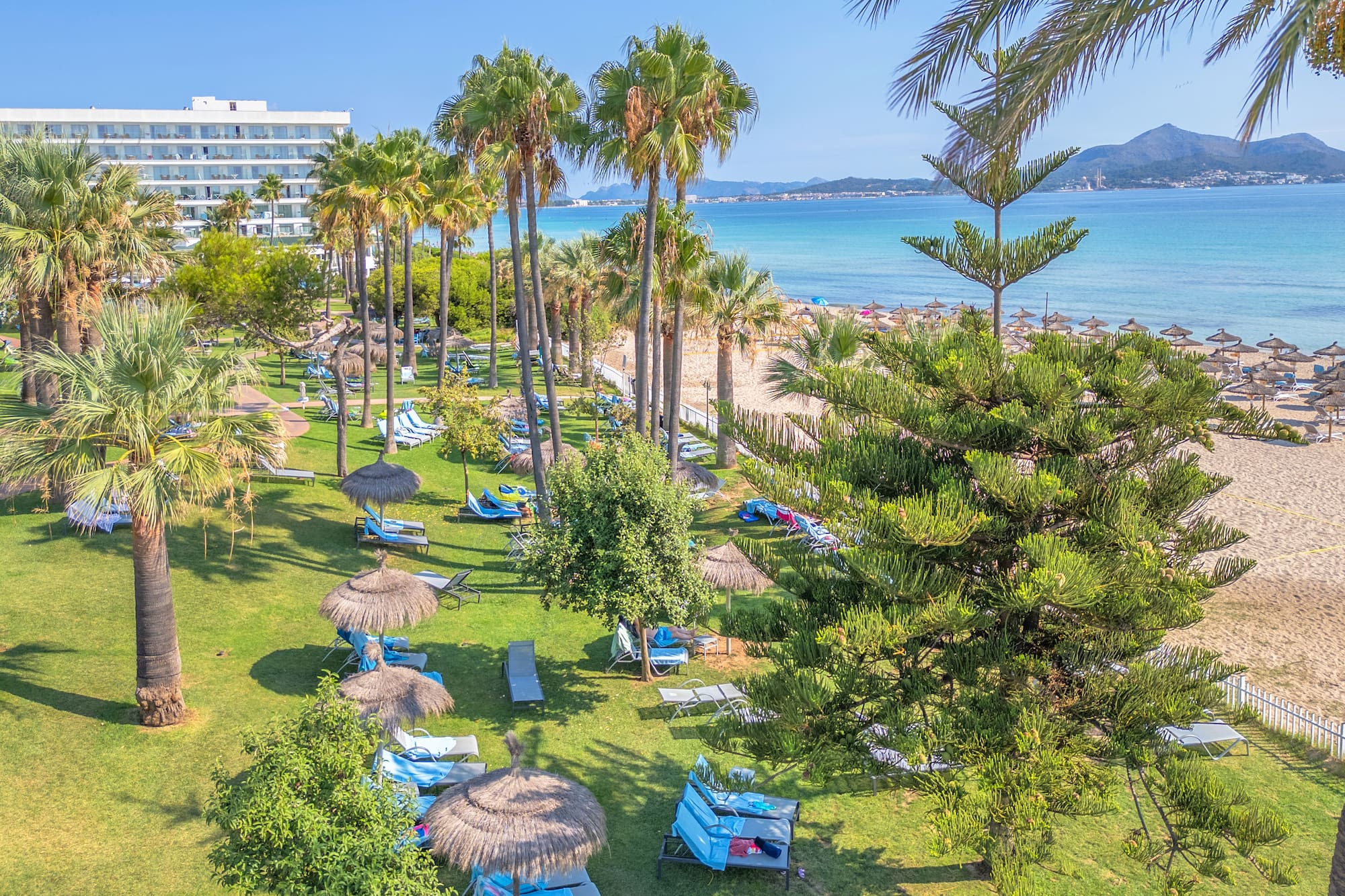 a beach with palm trees and chairs