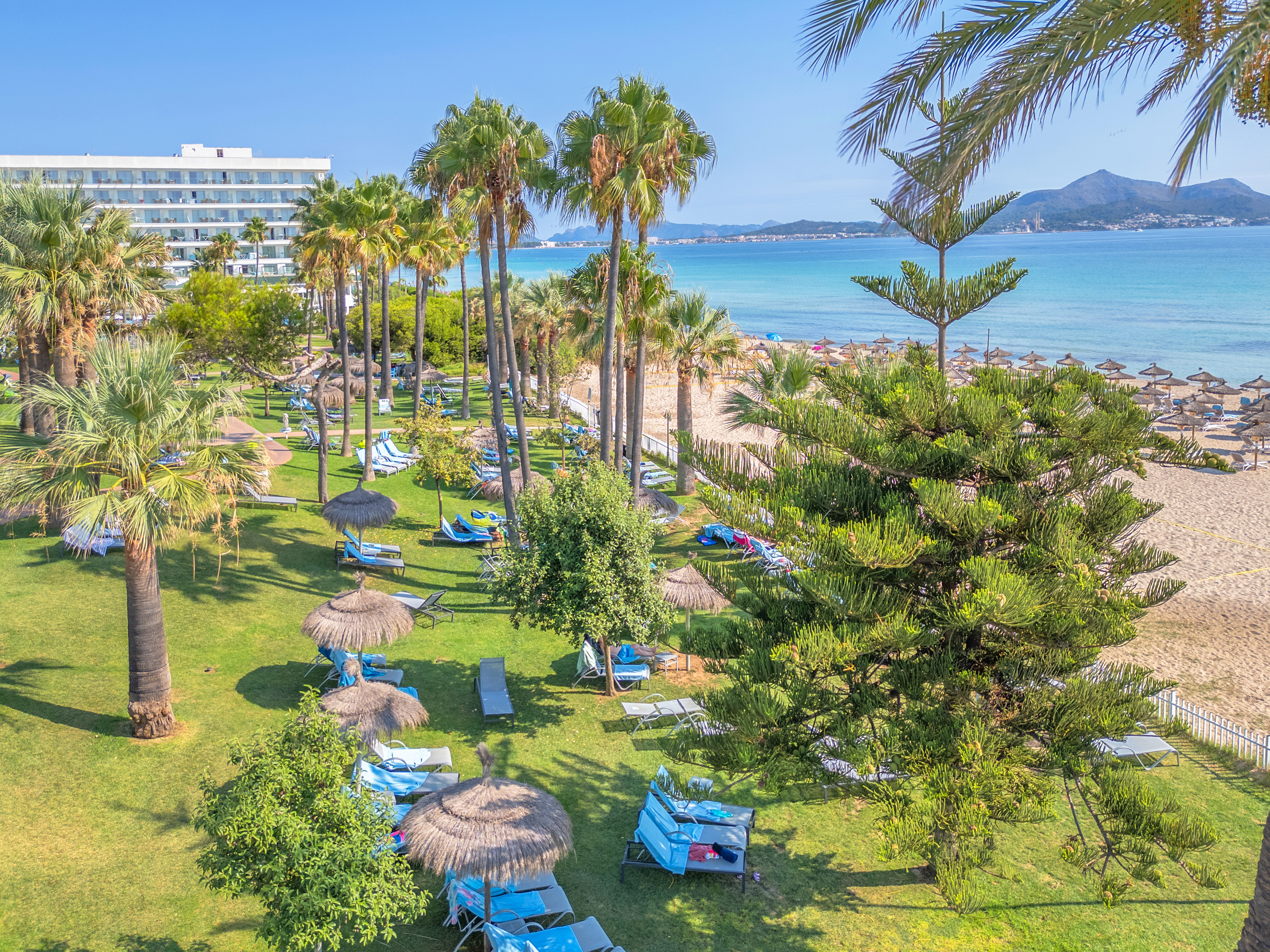 a beach with palm trees and chairs