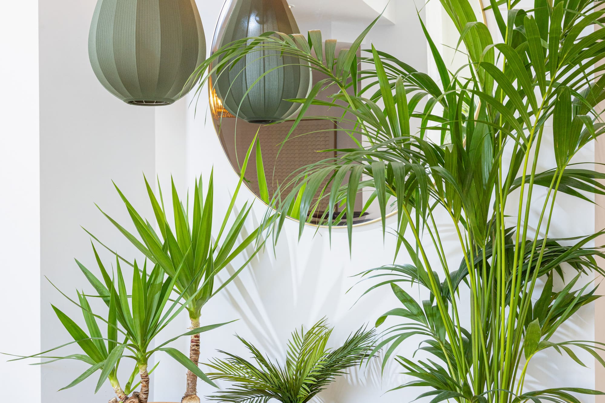 Potted palms, yucca, modern pendant lights, and a decorative mirror in a bright interior.