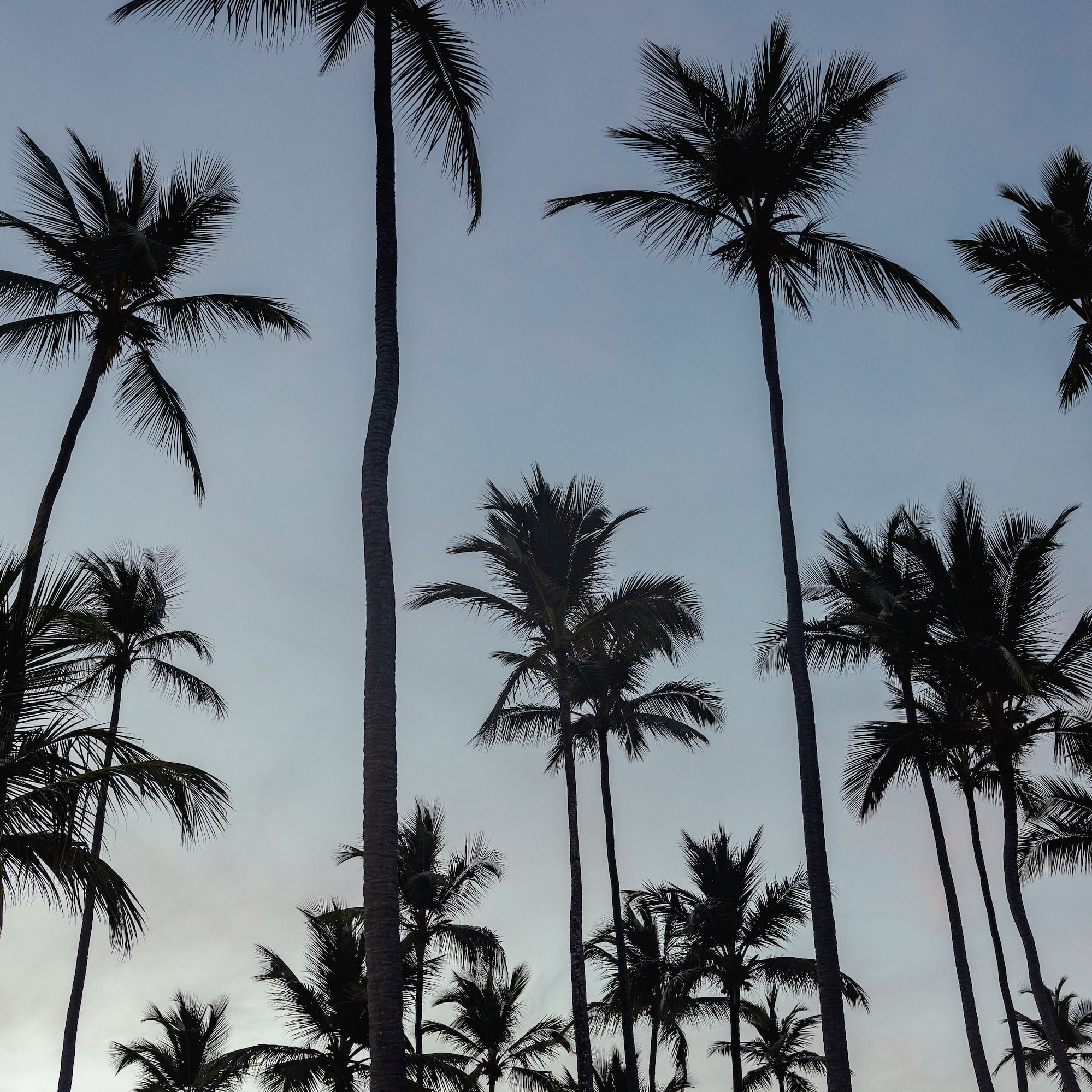 a group of palm trees