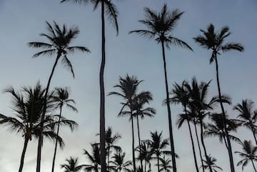 a group of palm trees