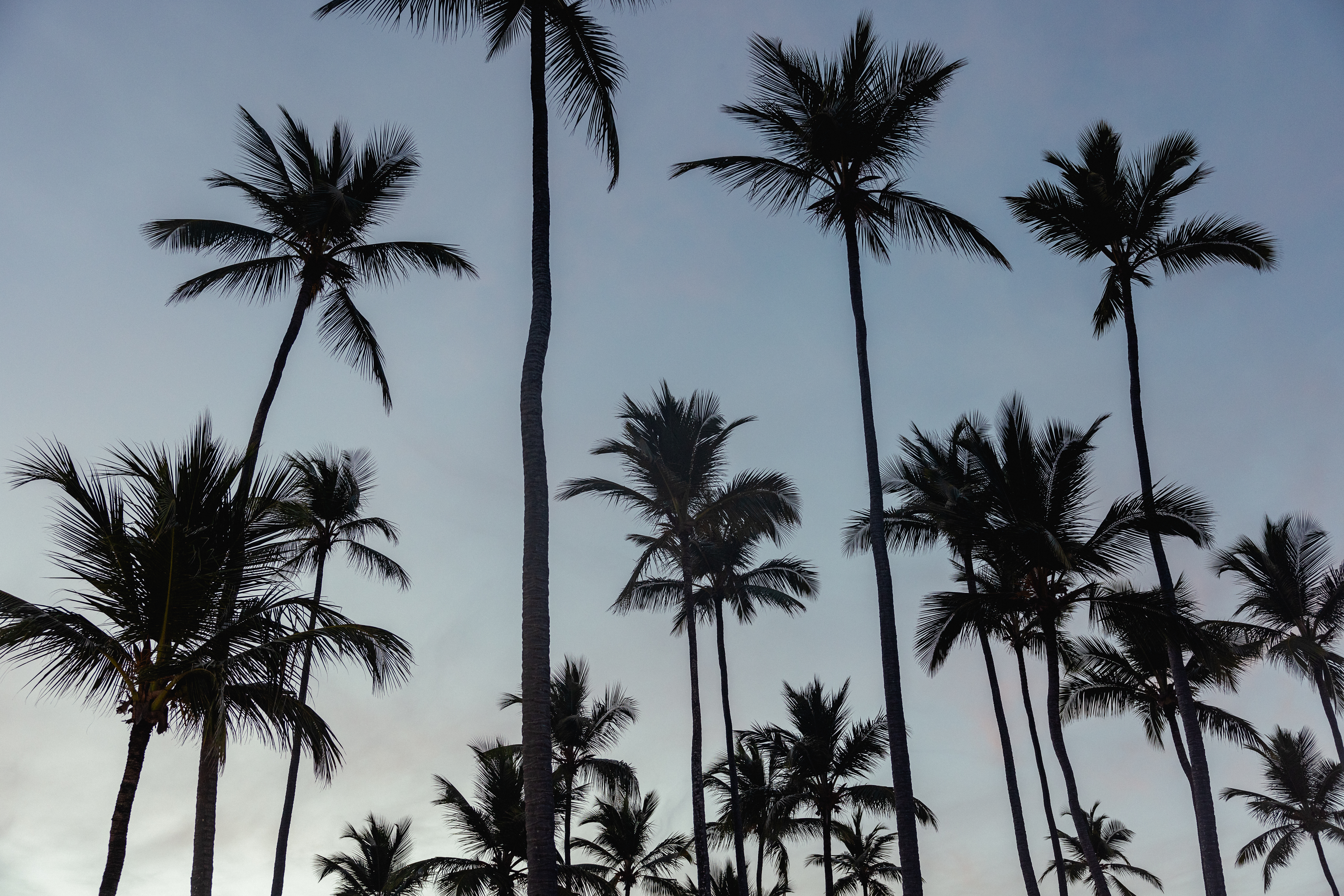 a group of palm trees