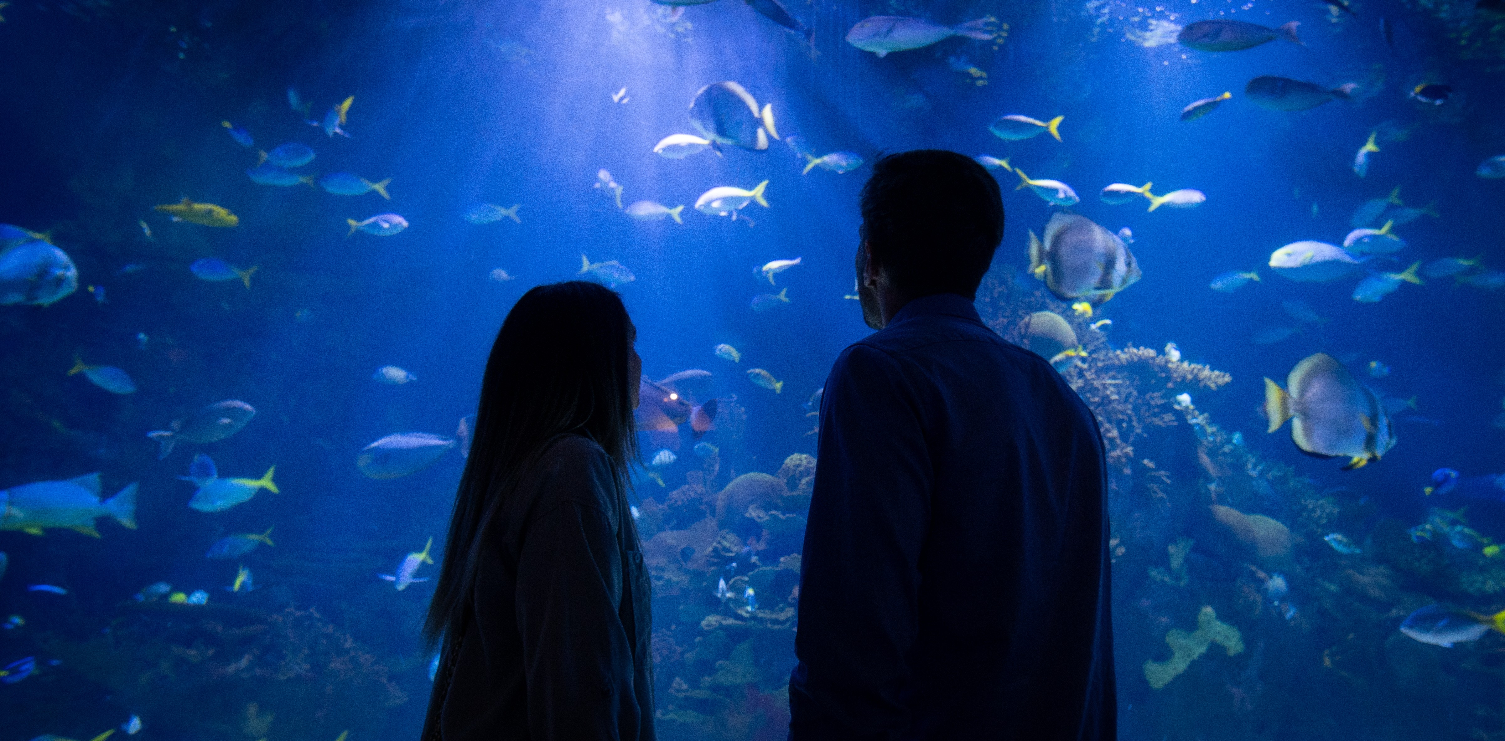 a man and woman looking at fish in a tank