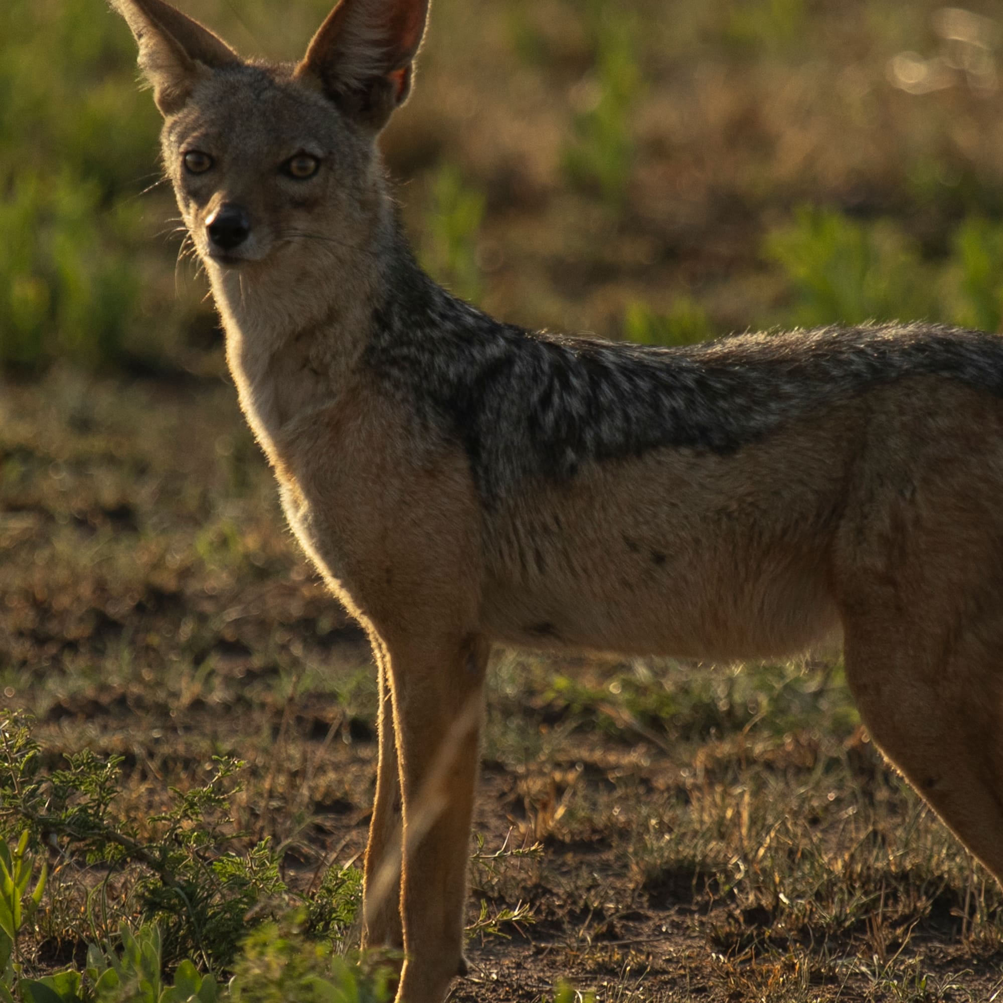 a wild animal standing in a field