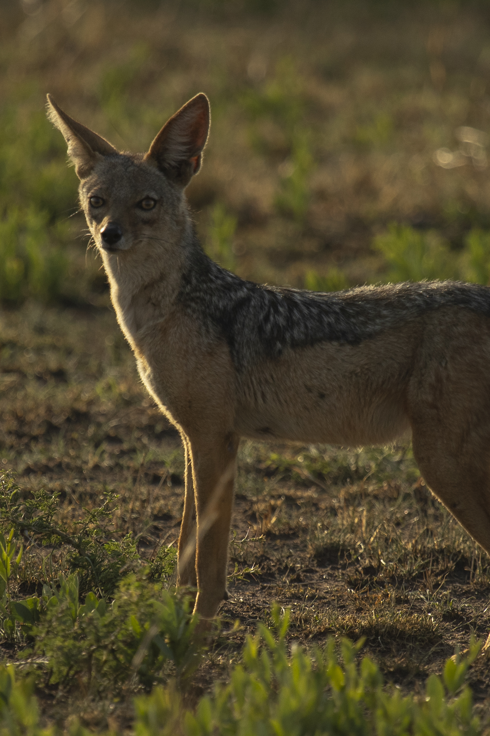 a wild animal standing in a field