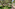 Lush resort garden with mature trees, green lawn, and winding paved pathway.