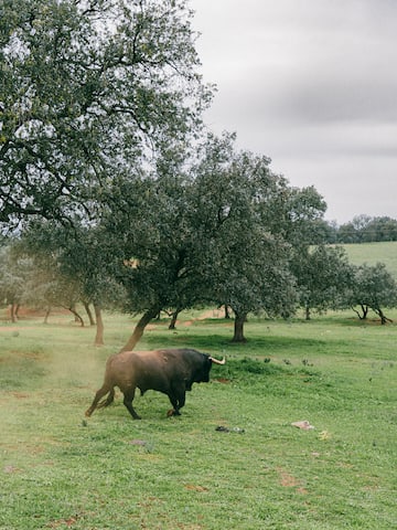 a bull in a field