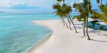 a beach with palm trees and a body of water