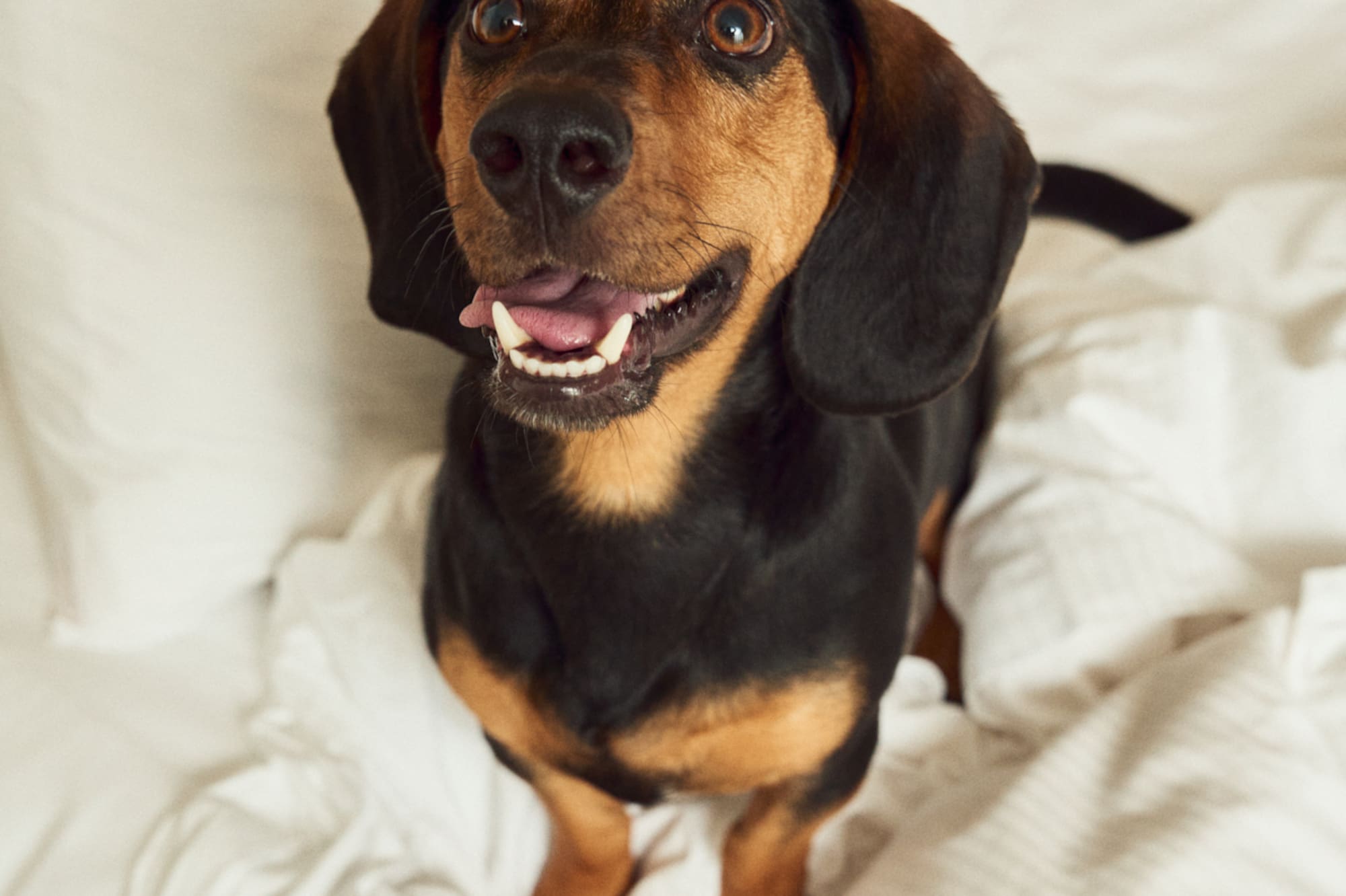 a dog sitting on a bed