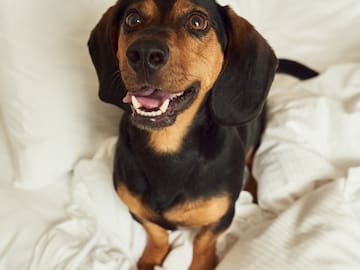 a dog sitting on a bed