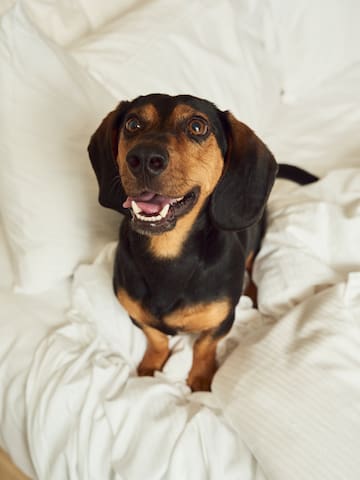 a dog sitting on a bed