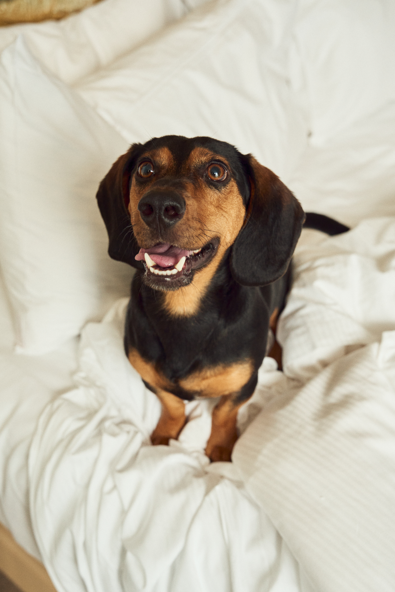 Happy black and tan Dachshund pet on white bed.
