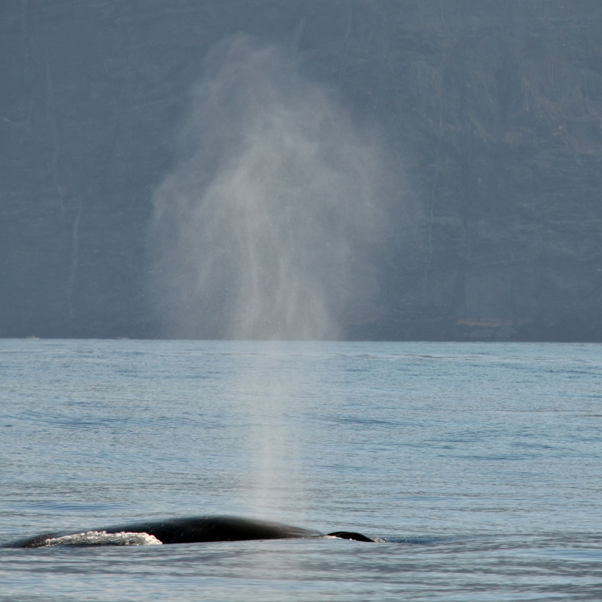 Whale spouting water from the ocean surface with distant mountains.
