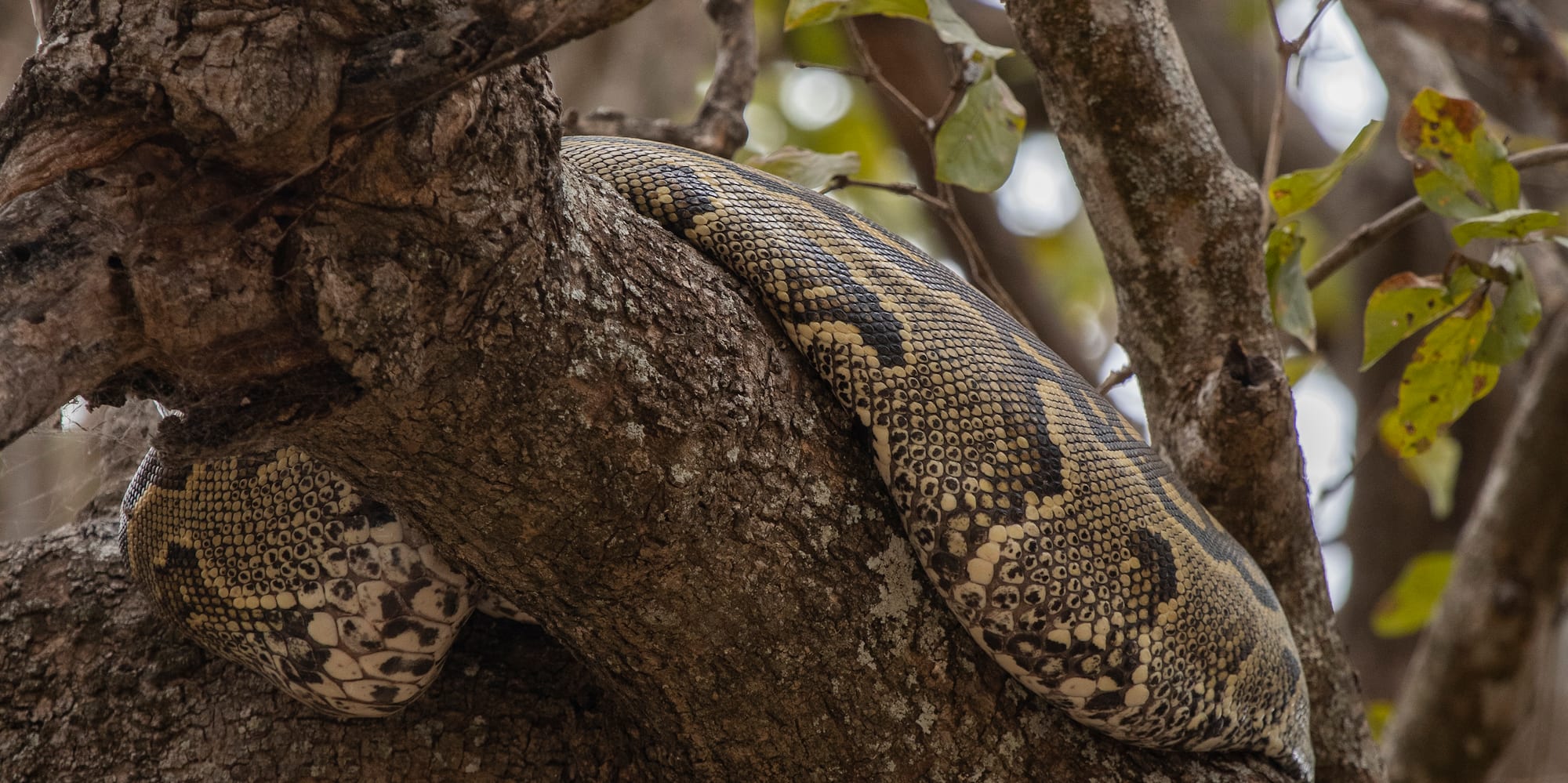 a snake on a tree branch