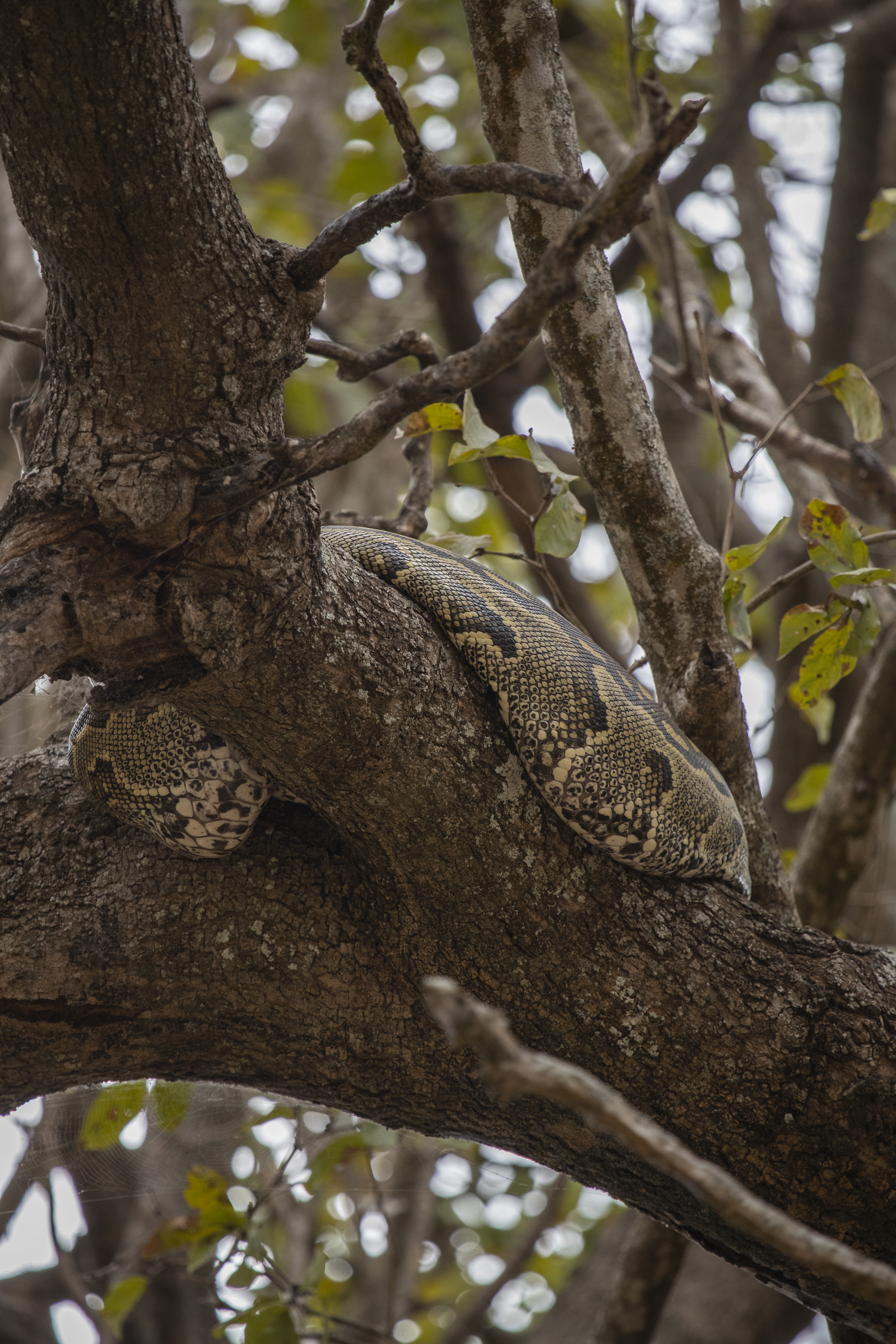 a snake on a tree branch