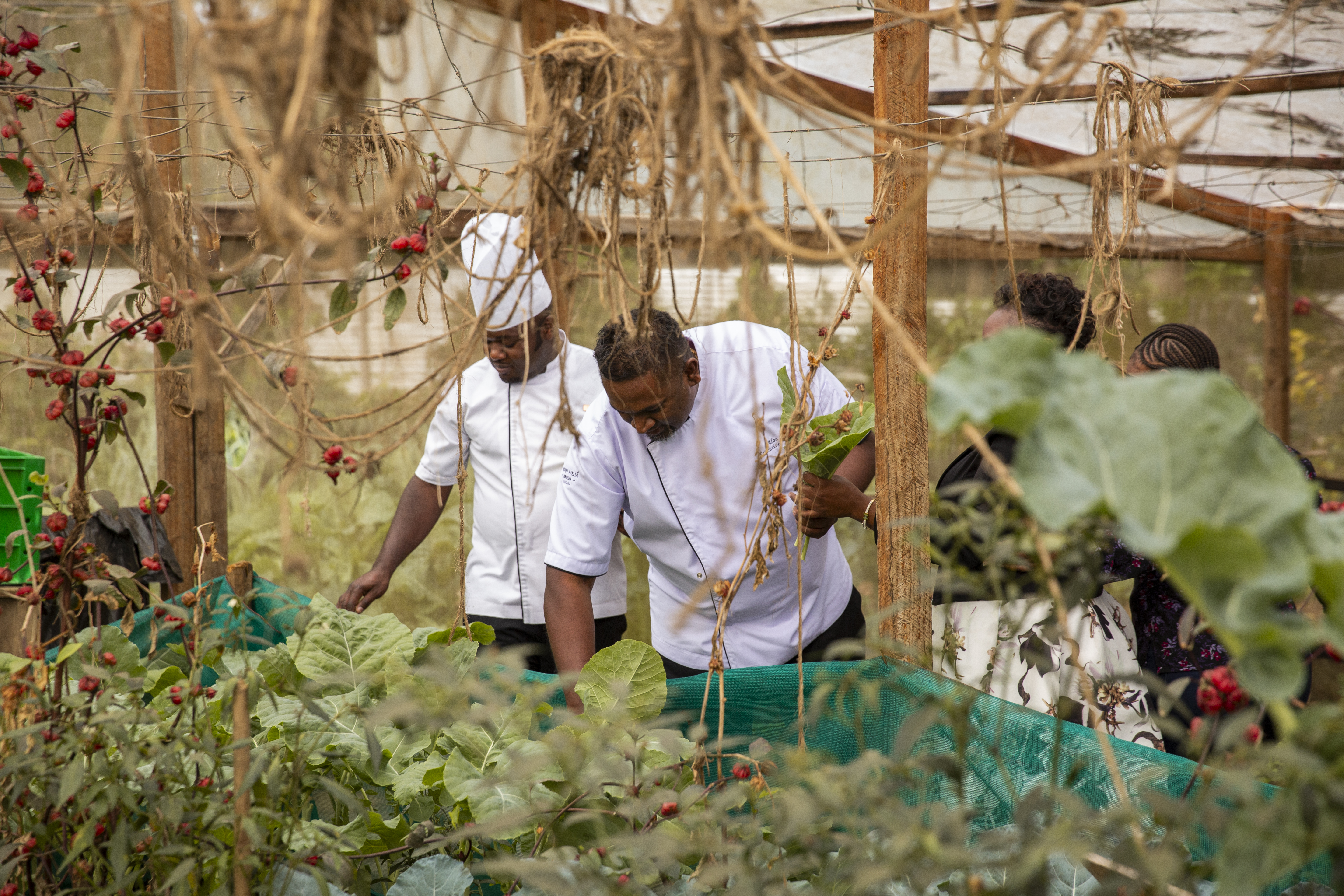 Chefs harvesting fresh greens and red berries in a greenhouse garden.