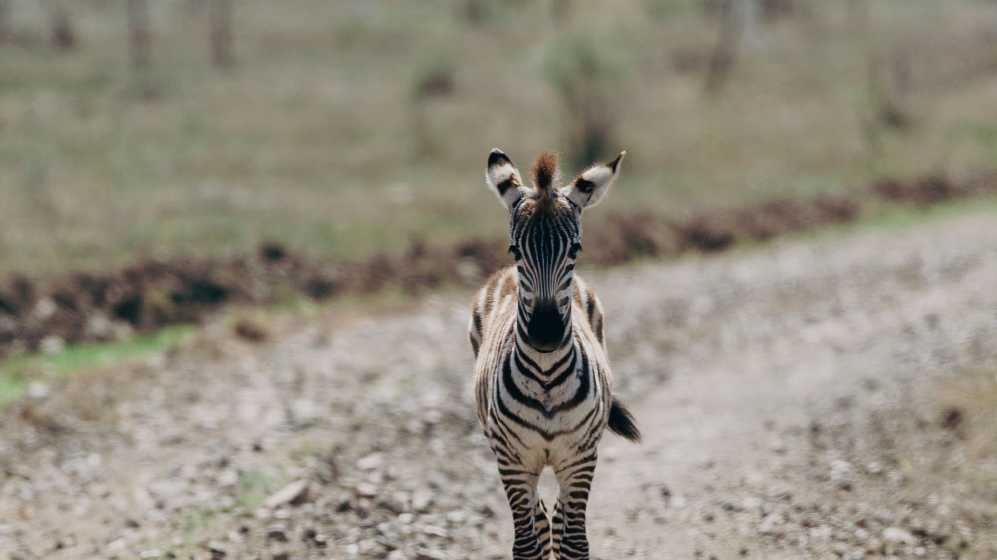 a zebra walking on a dirt road