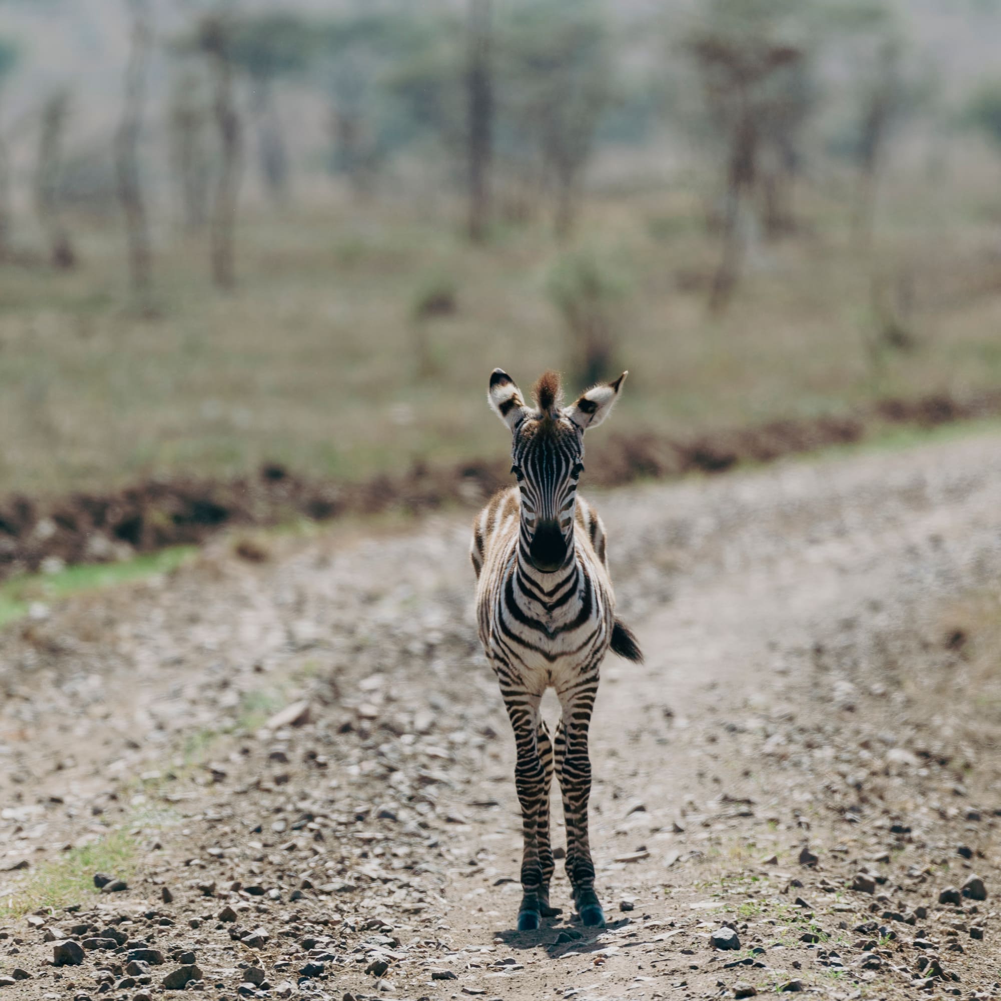 a zebra walking on a dirt road