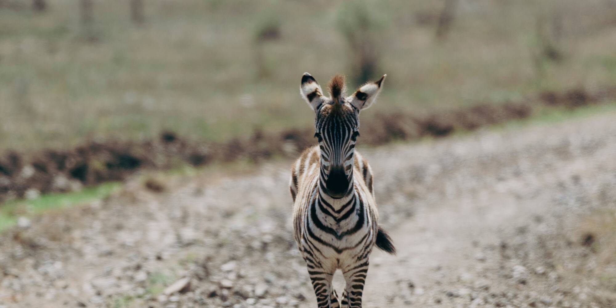 a zebra walking on a dirt road