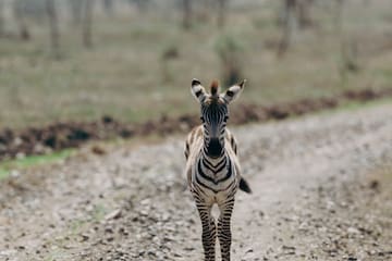 a zebra walking on a dirt road