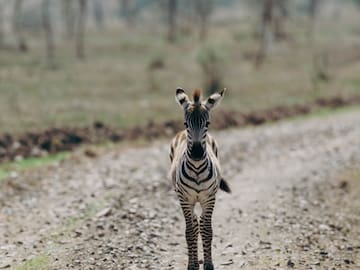 a zebra walking on a dirt road