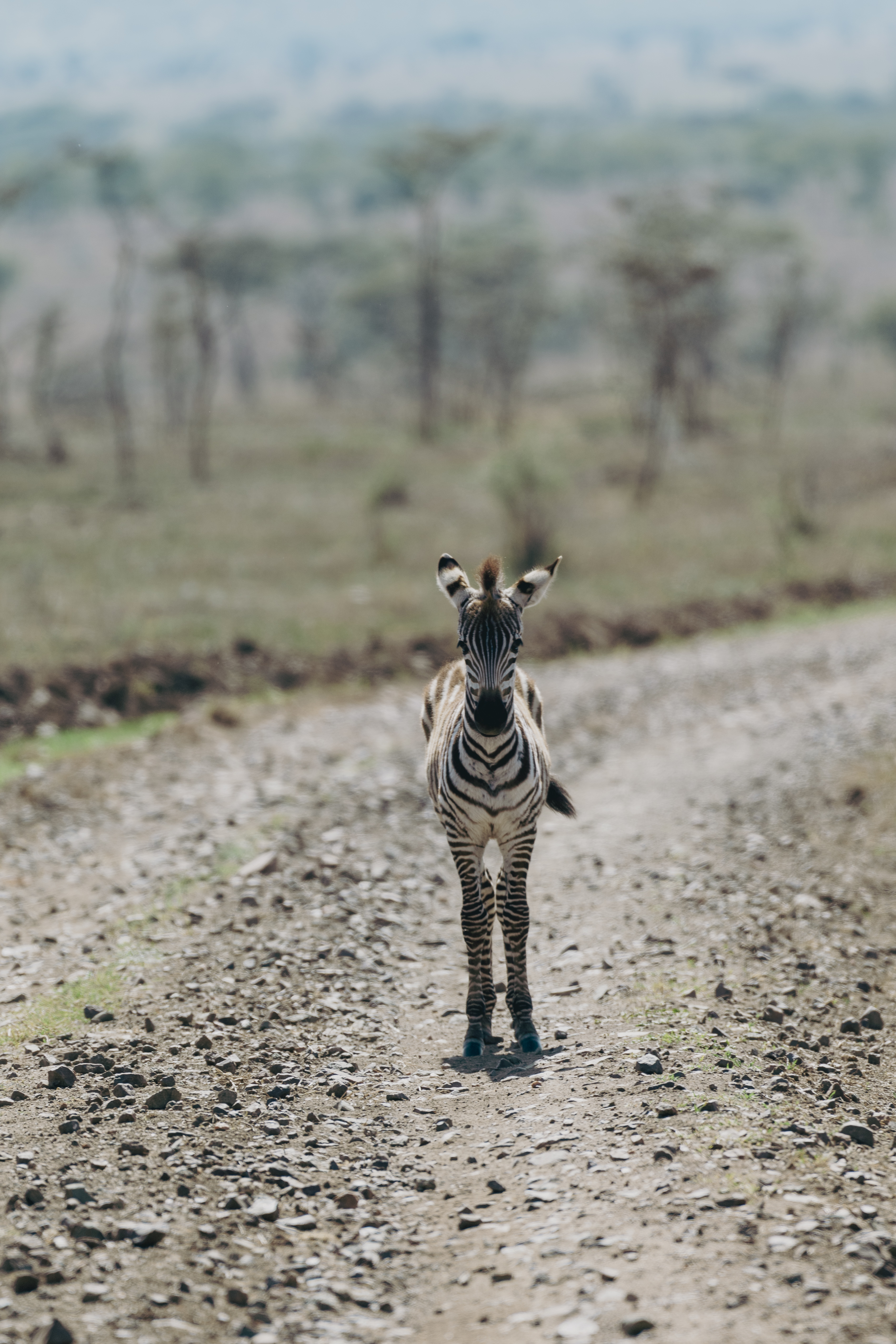 Zebra foal on a gravel road in the African savanna. Wildlife safari.