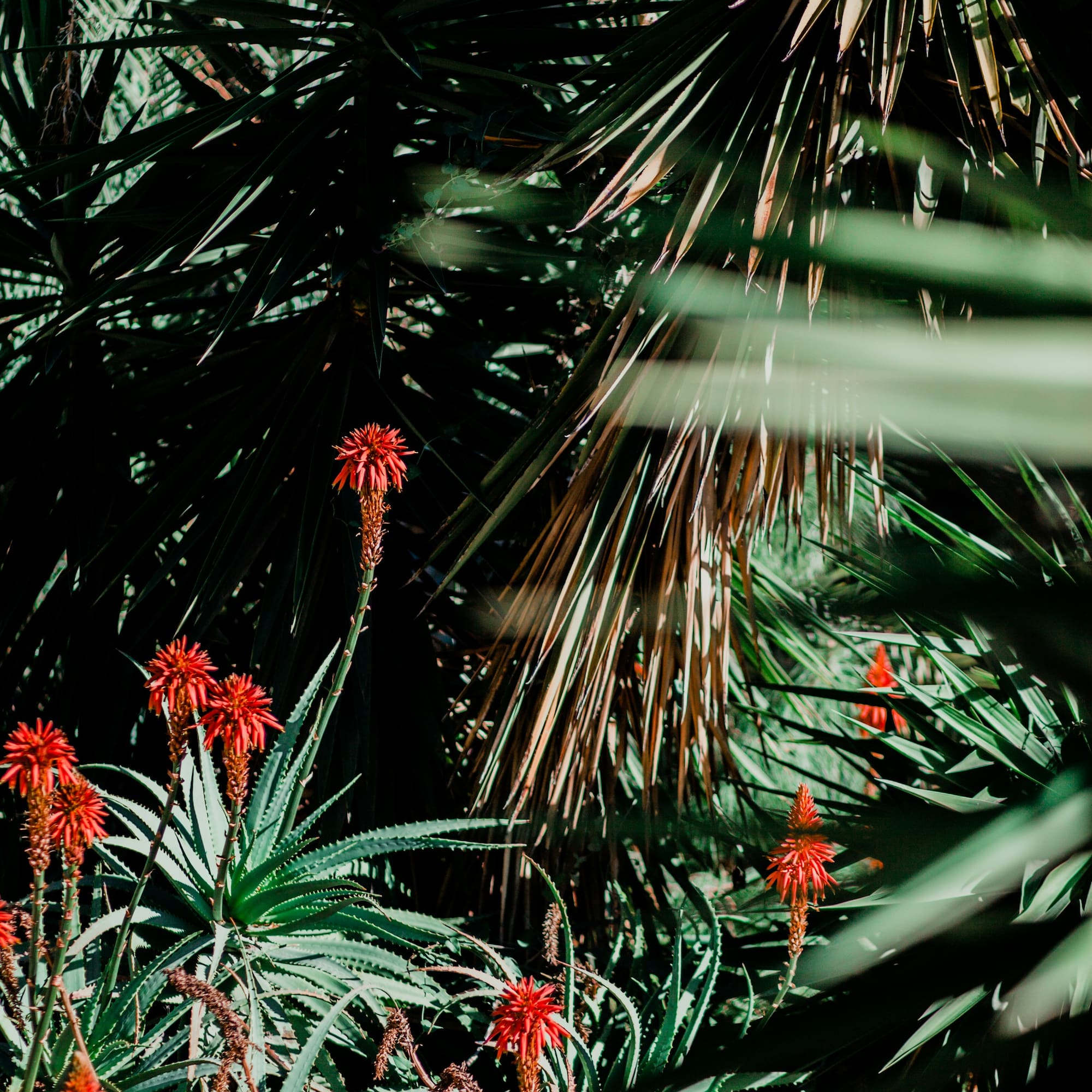 Red aloe flowers and green succulent leaves against dark foliage.